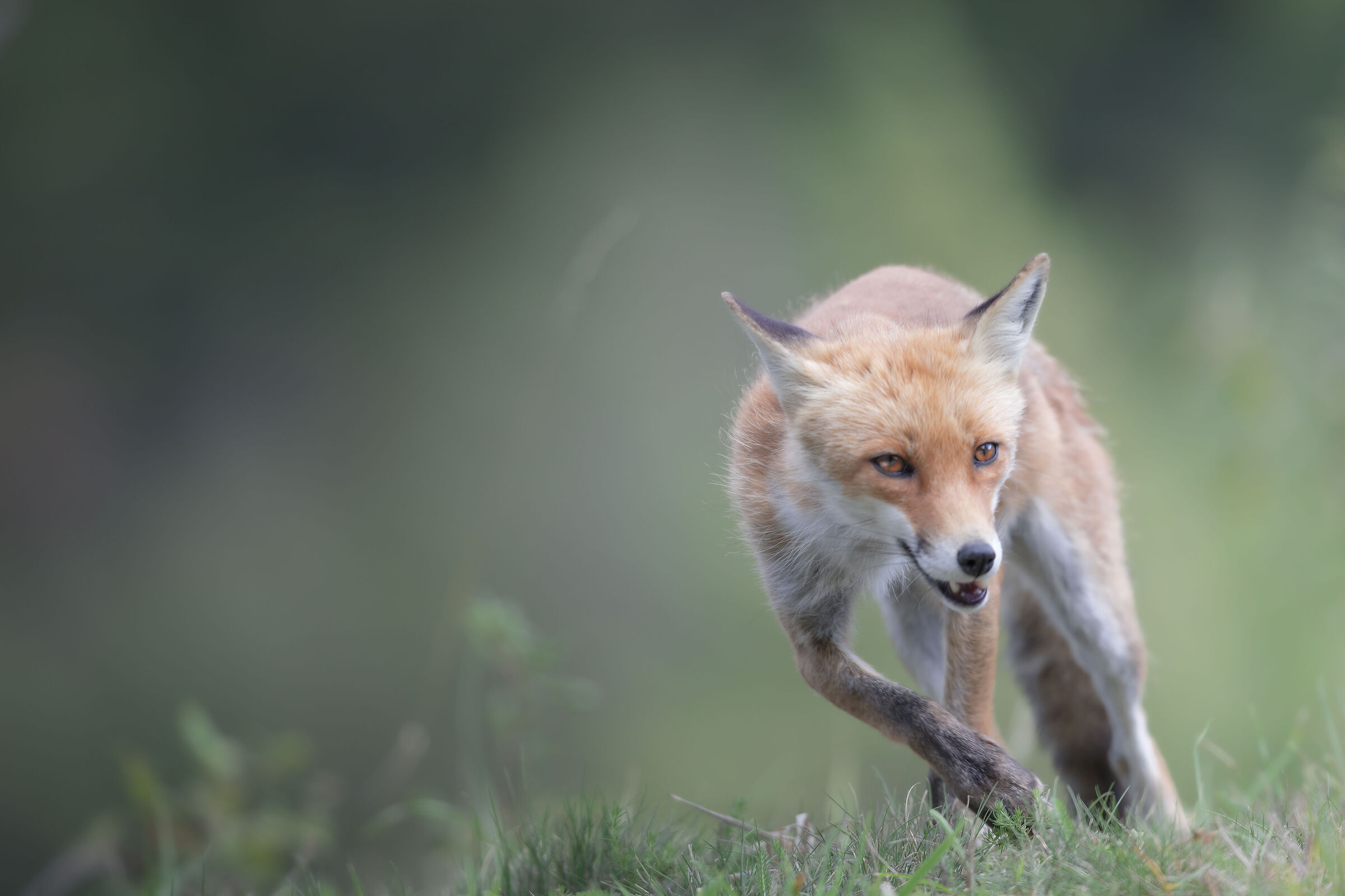 Fox running