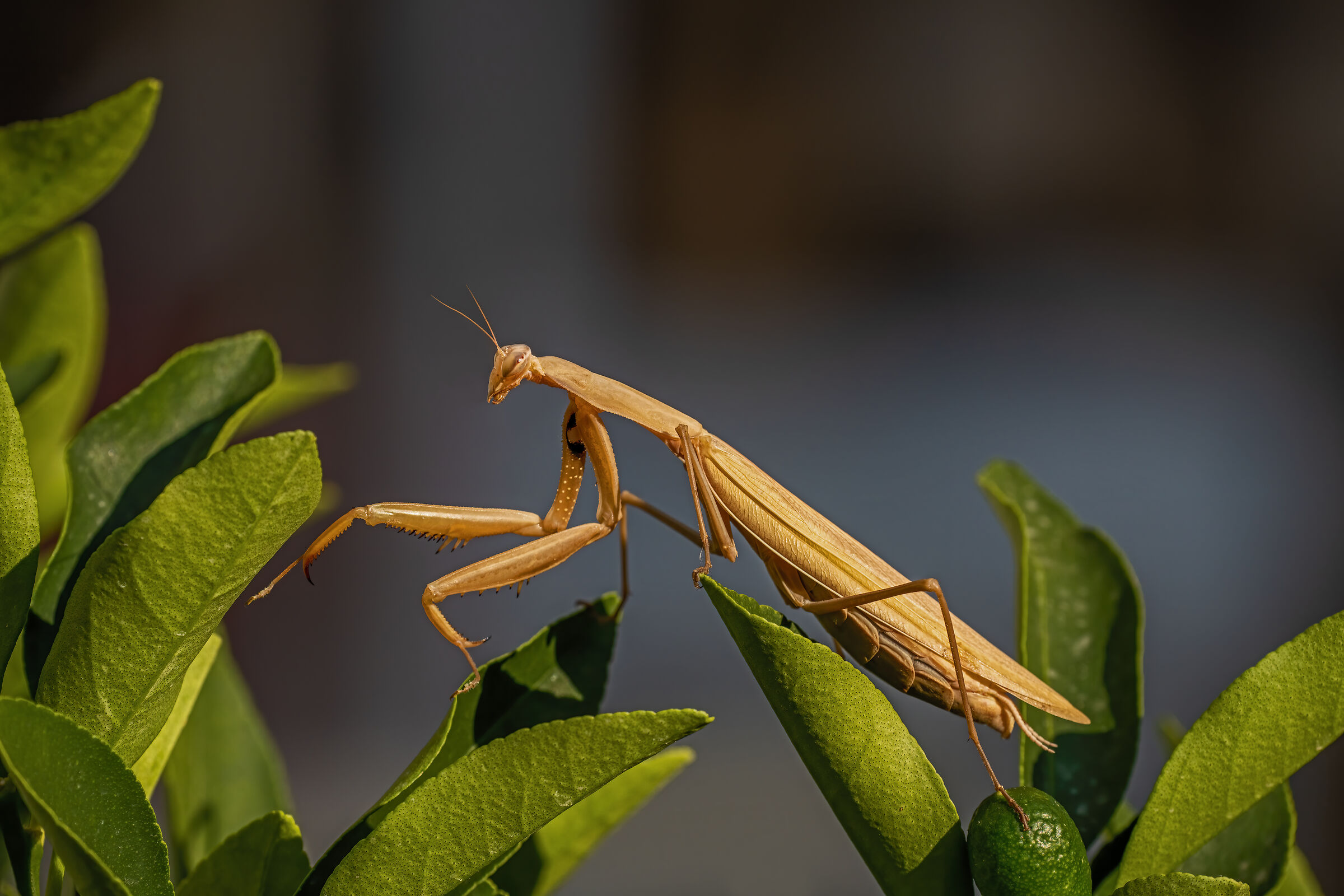 Religious Mantis Amarila on Chinese Mandarin