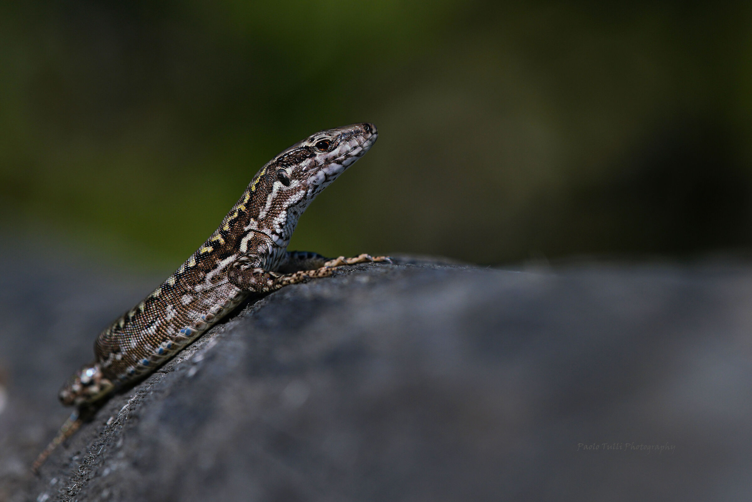 La lucertola modella