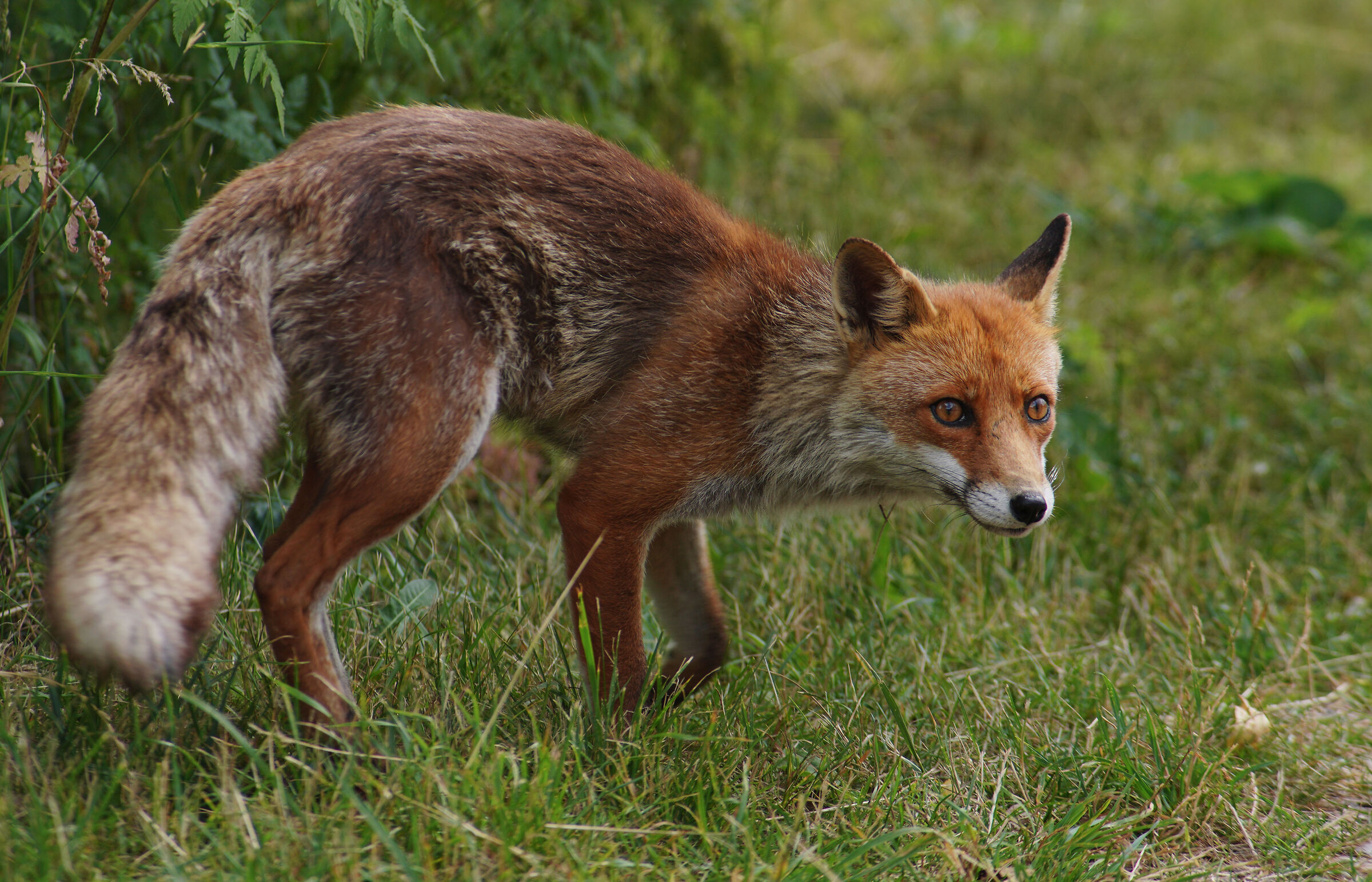A spasso per i prati 2