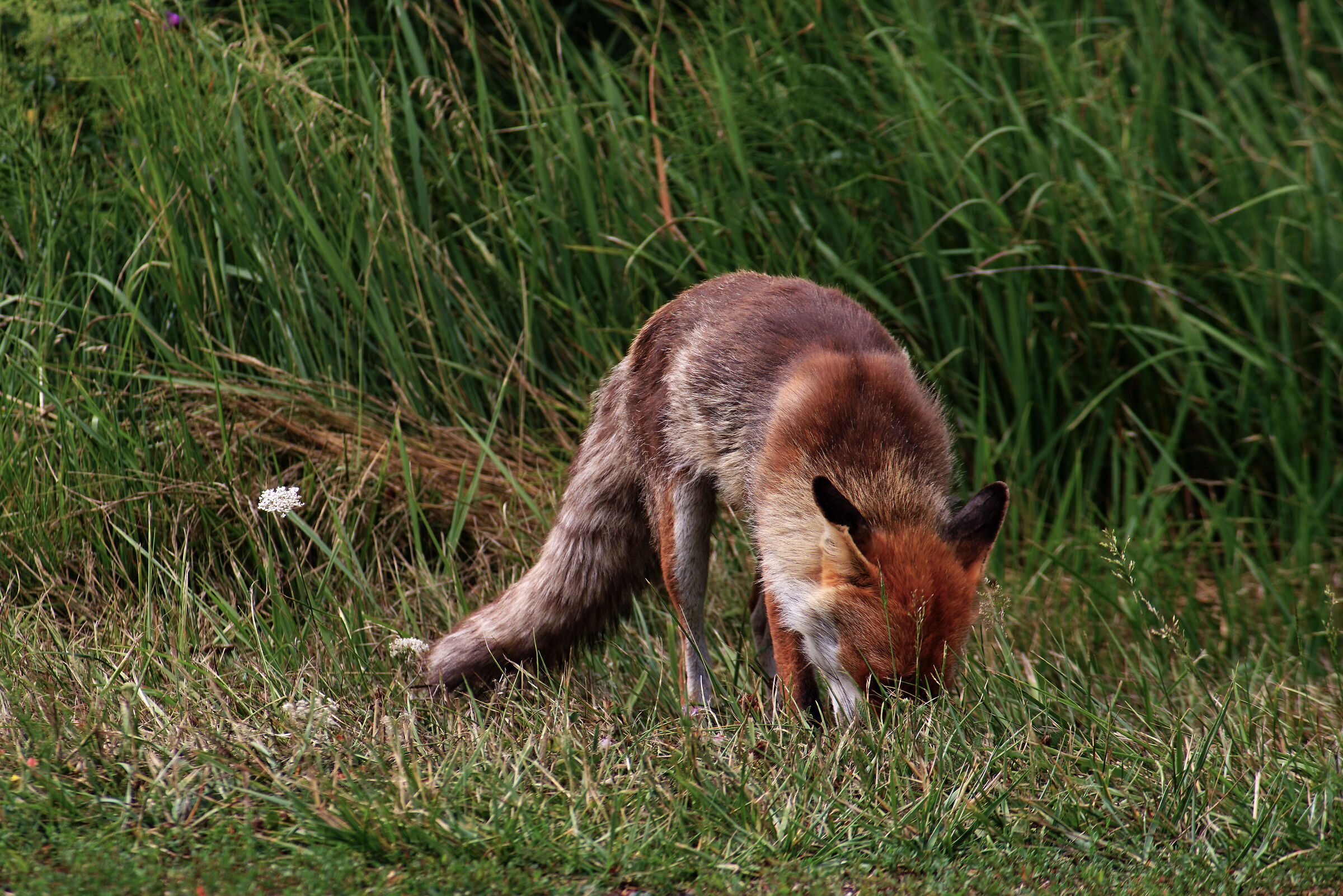 A spasso per i prati 3