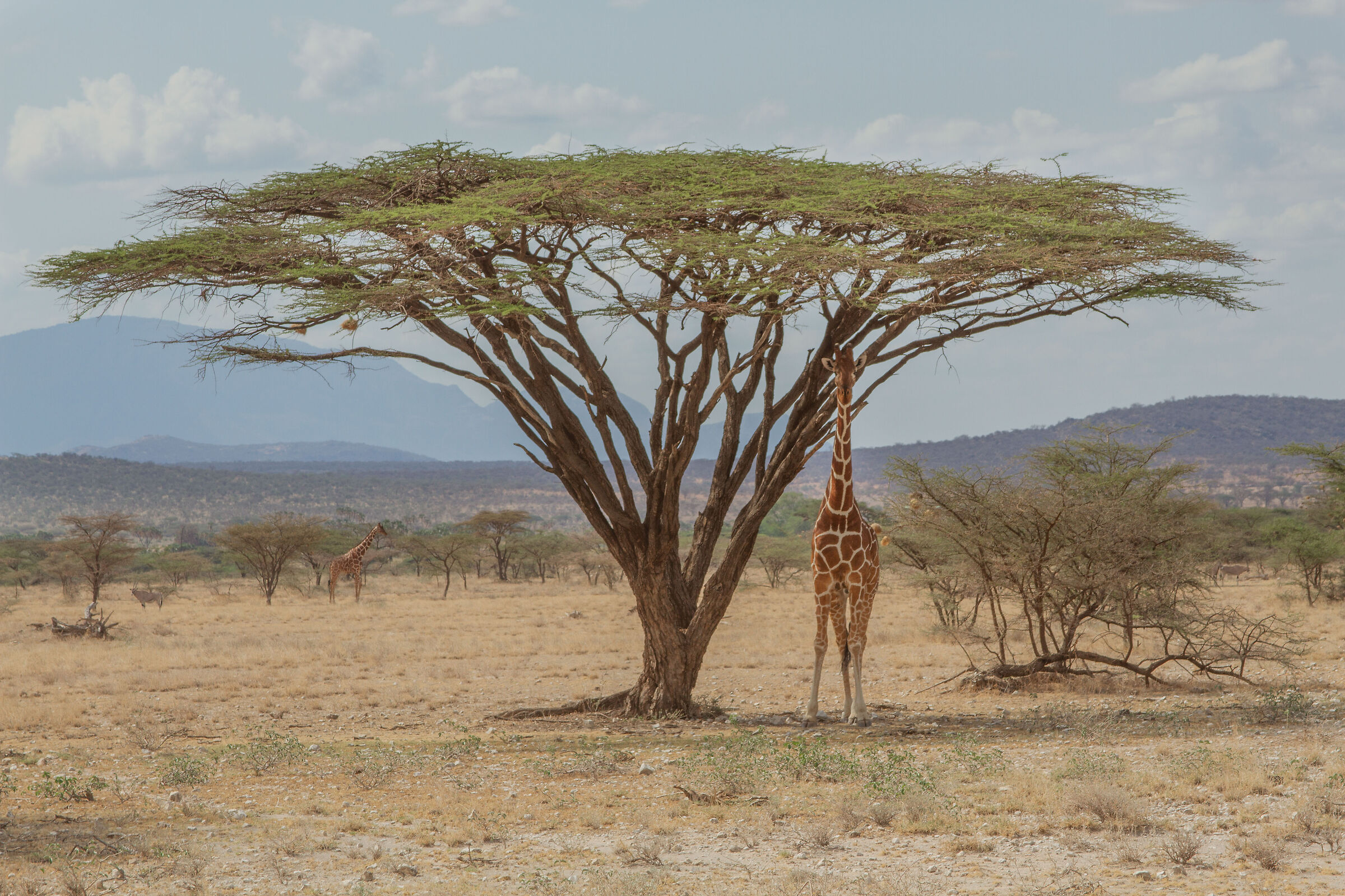 Un pò di ristoro sotto l'acacia ombrello