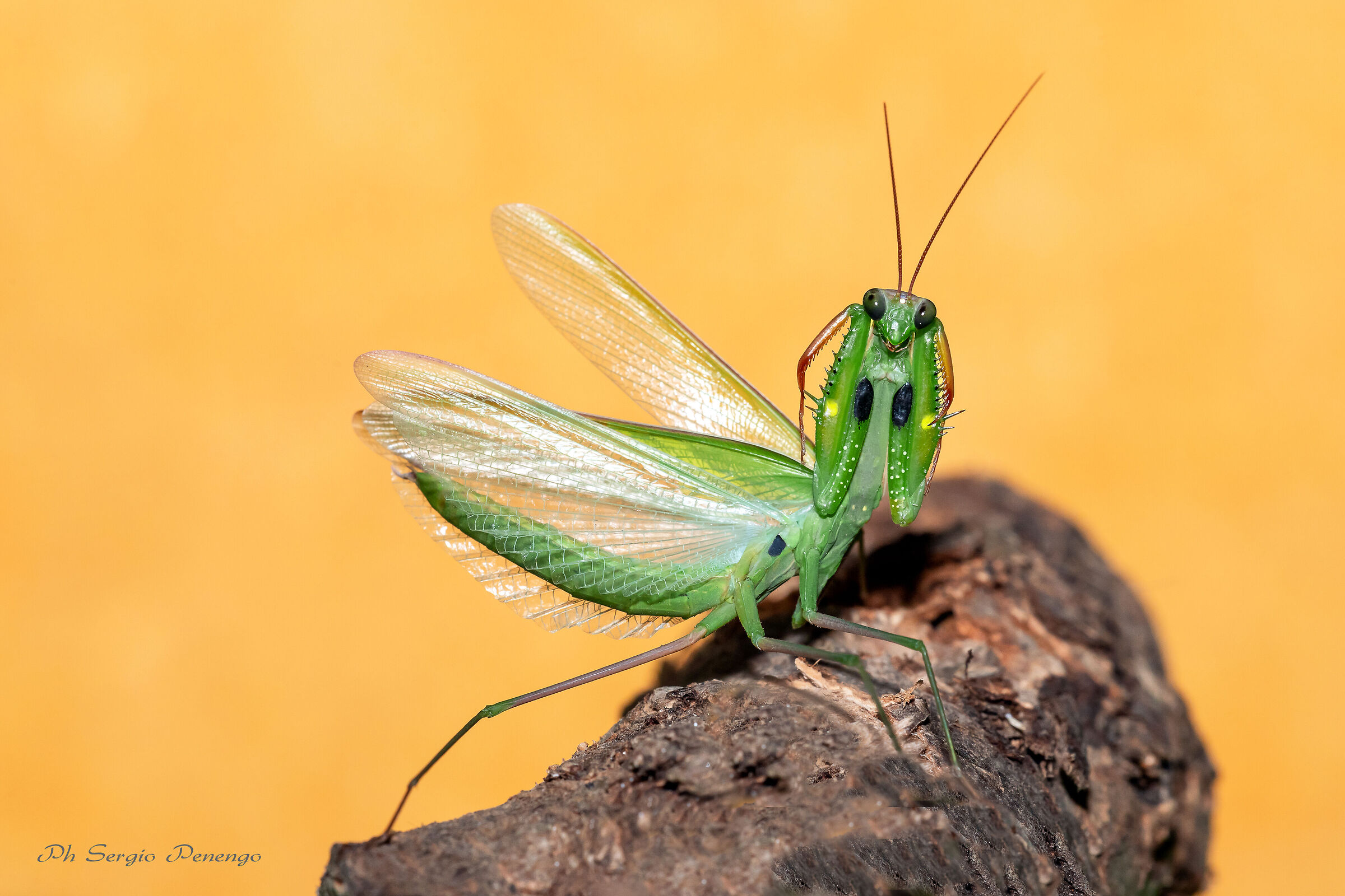 "FACTS BELOW" (Praying Mantis)