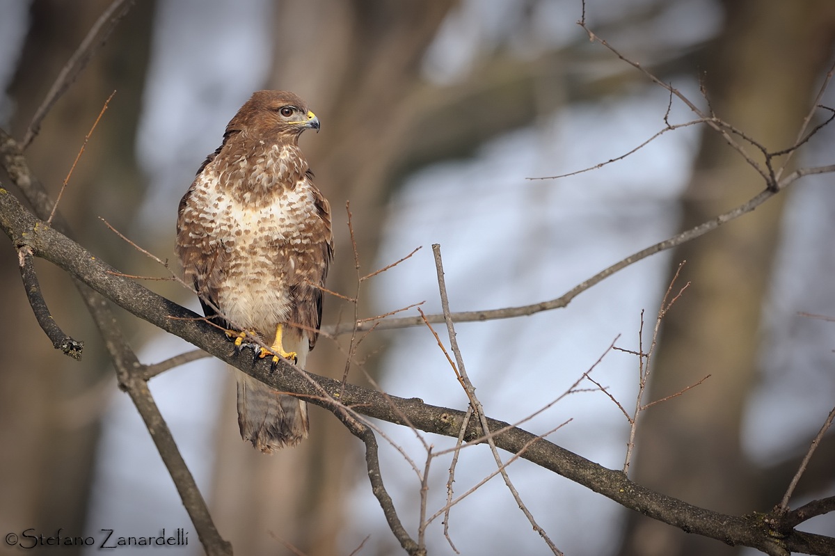 The Buzzard and its environment ...