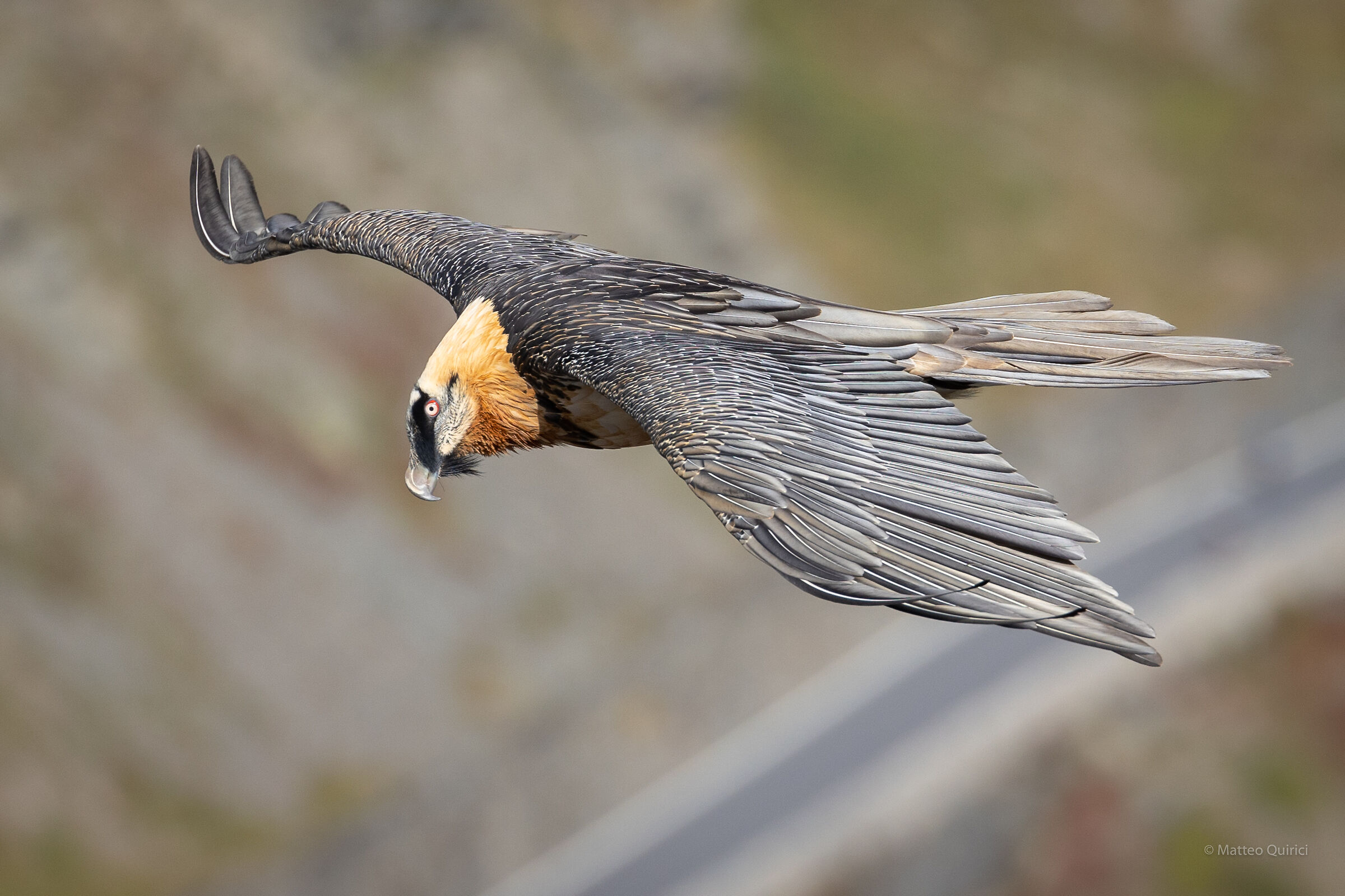 Bearded Vulture