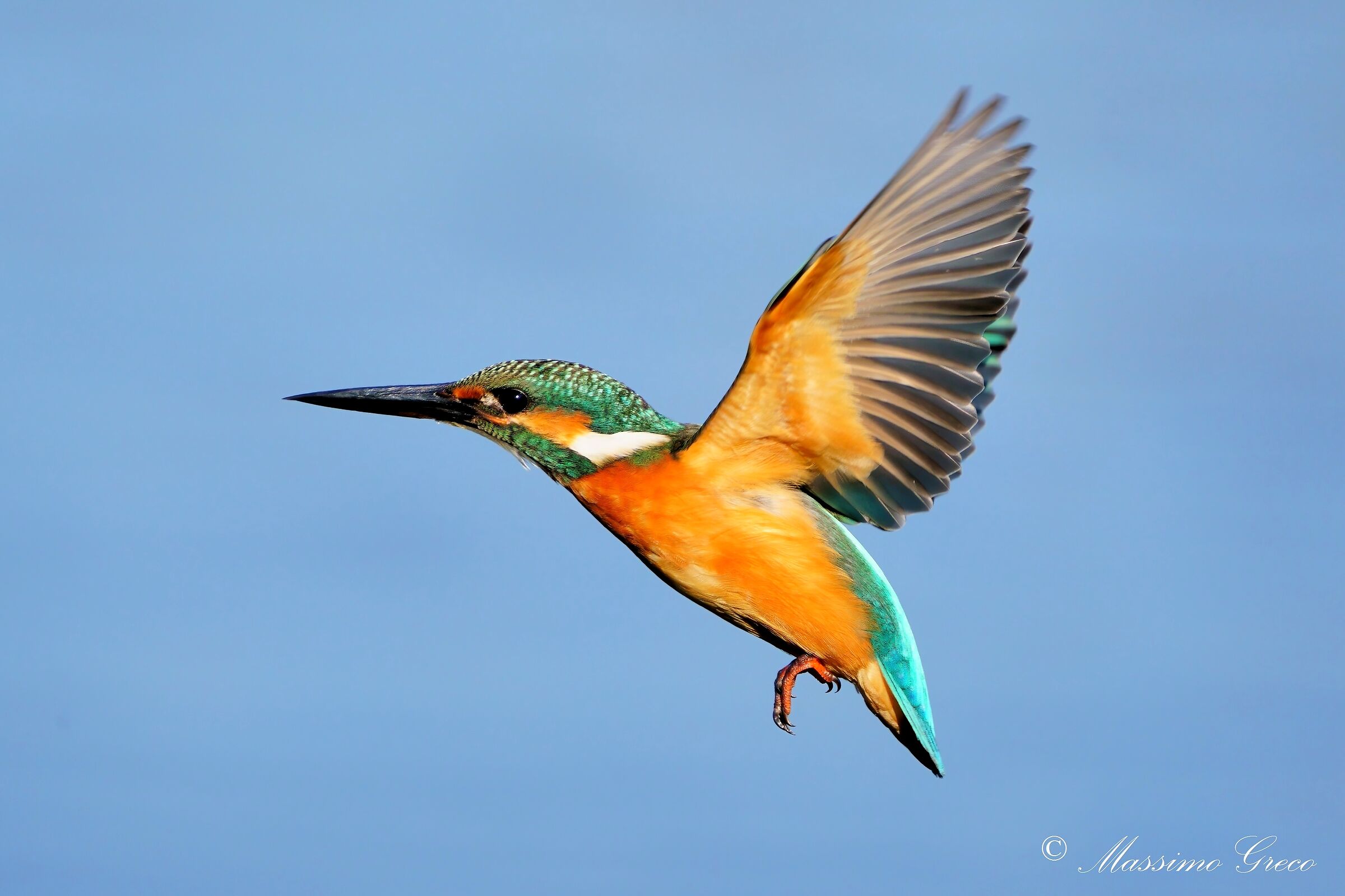 Kingfisher