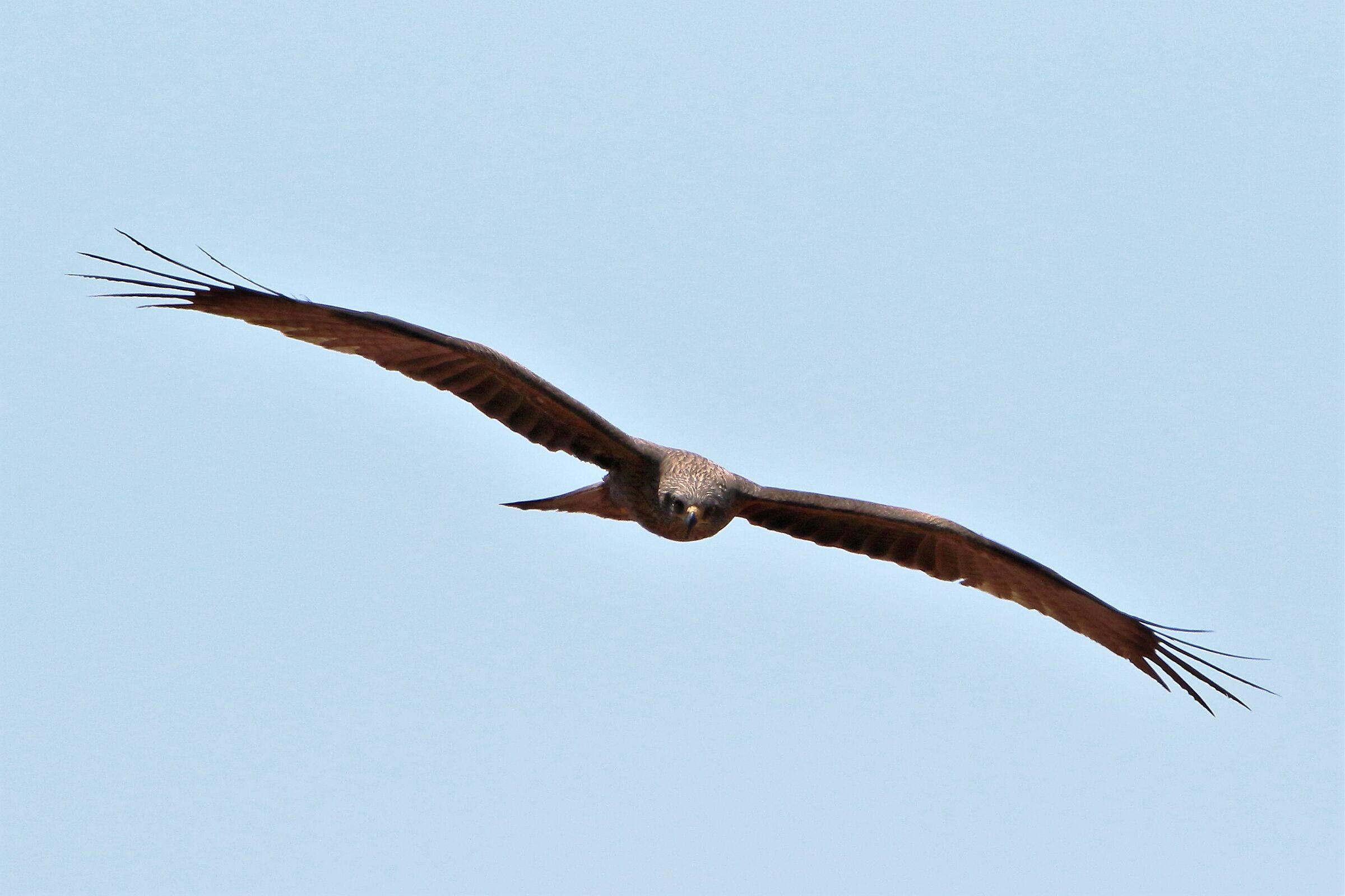 Black kite
