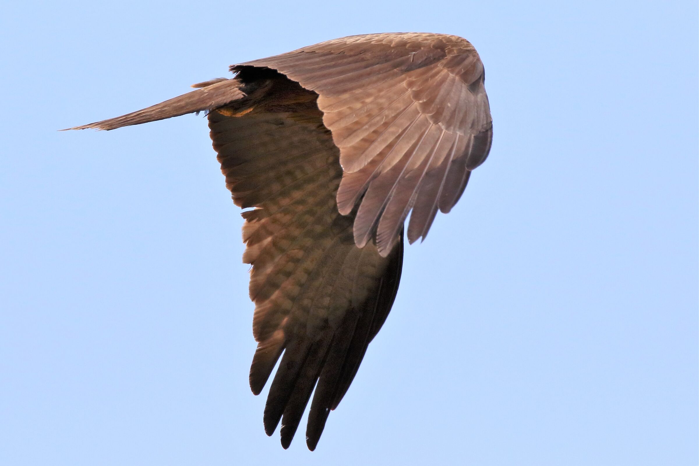 Black kite