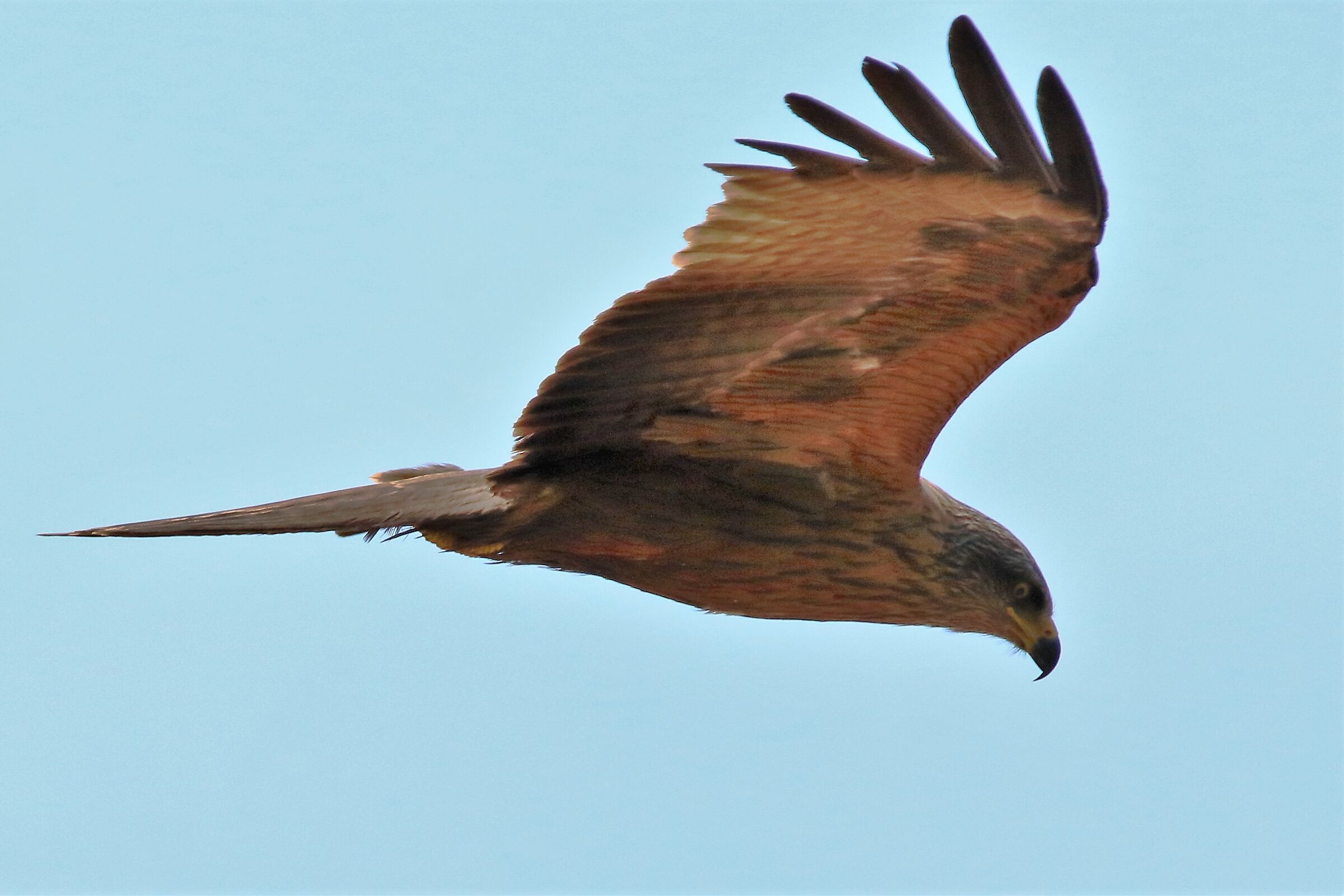 Black kite