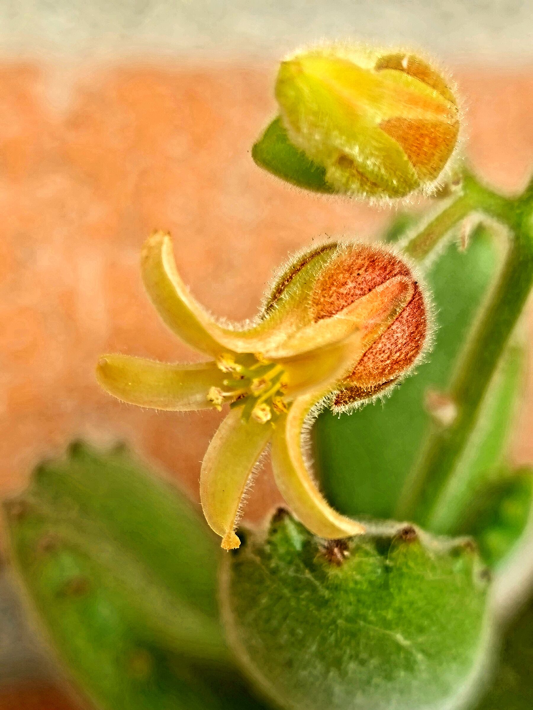 Fiore di Zampa d'orso