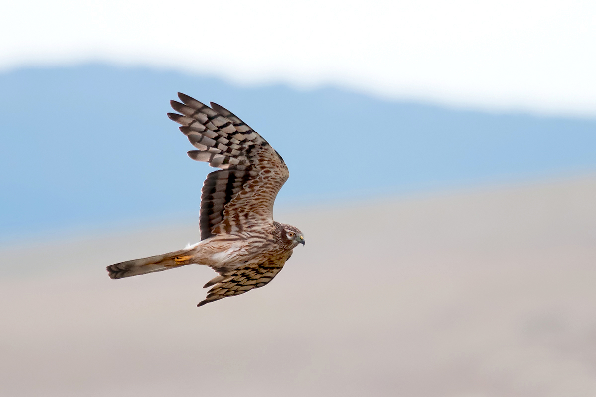 Female lesser harrier (Circus pygargus).
