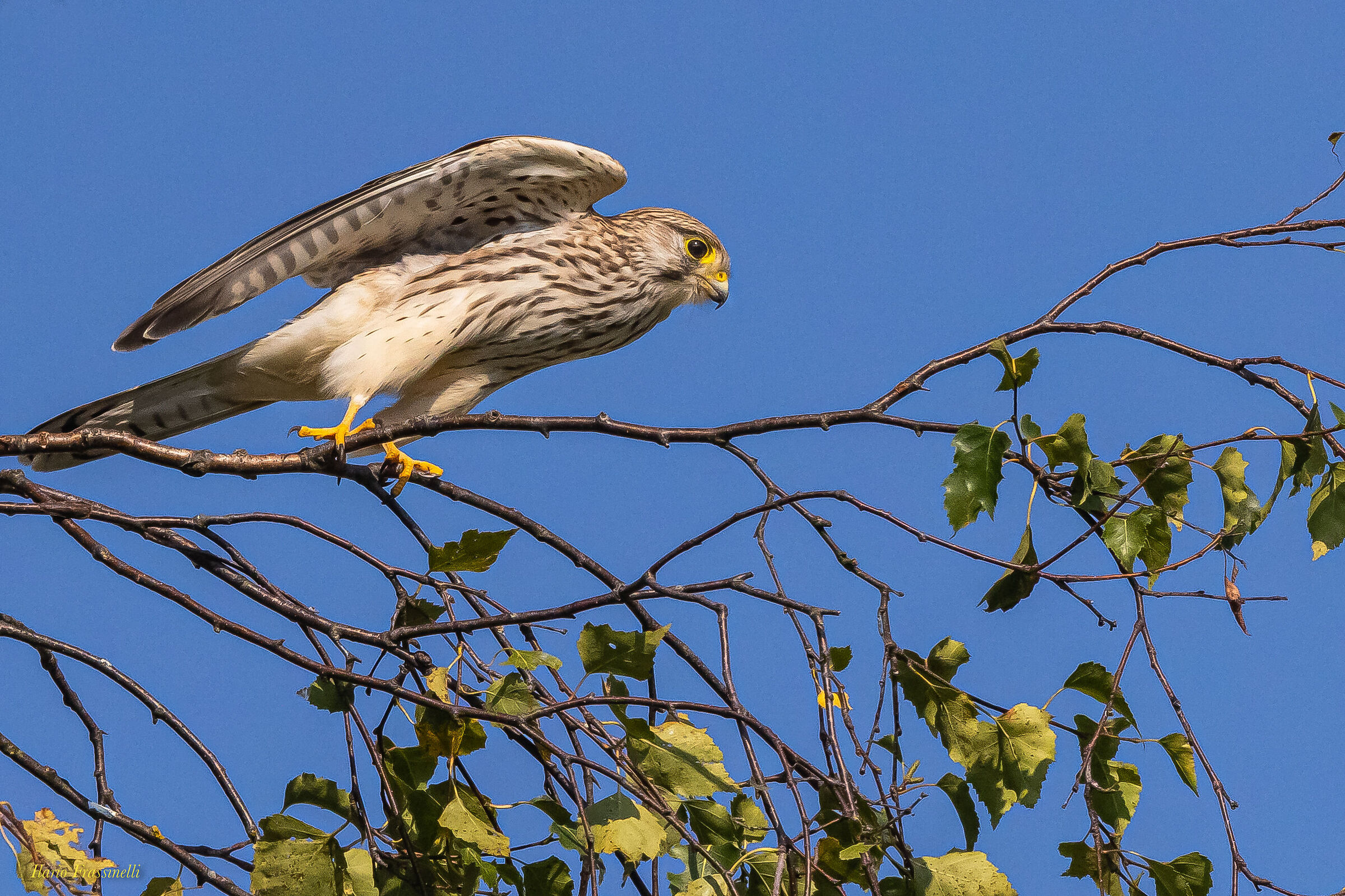 Partenza del gheppio