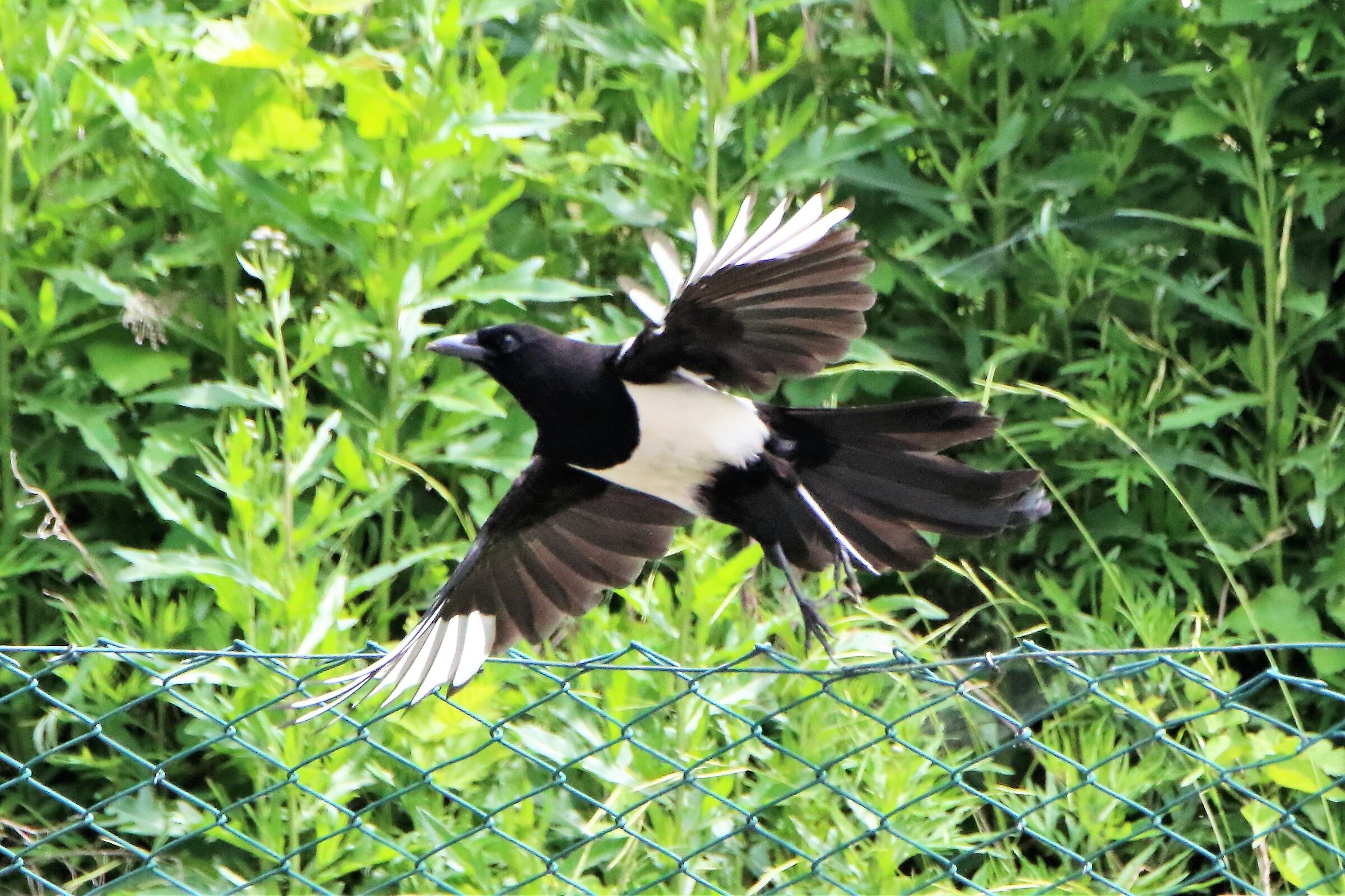 Magpie