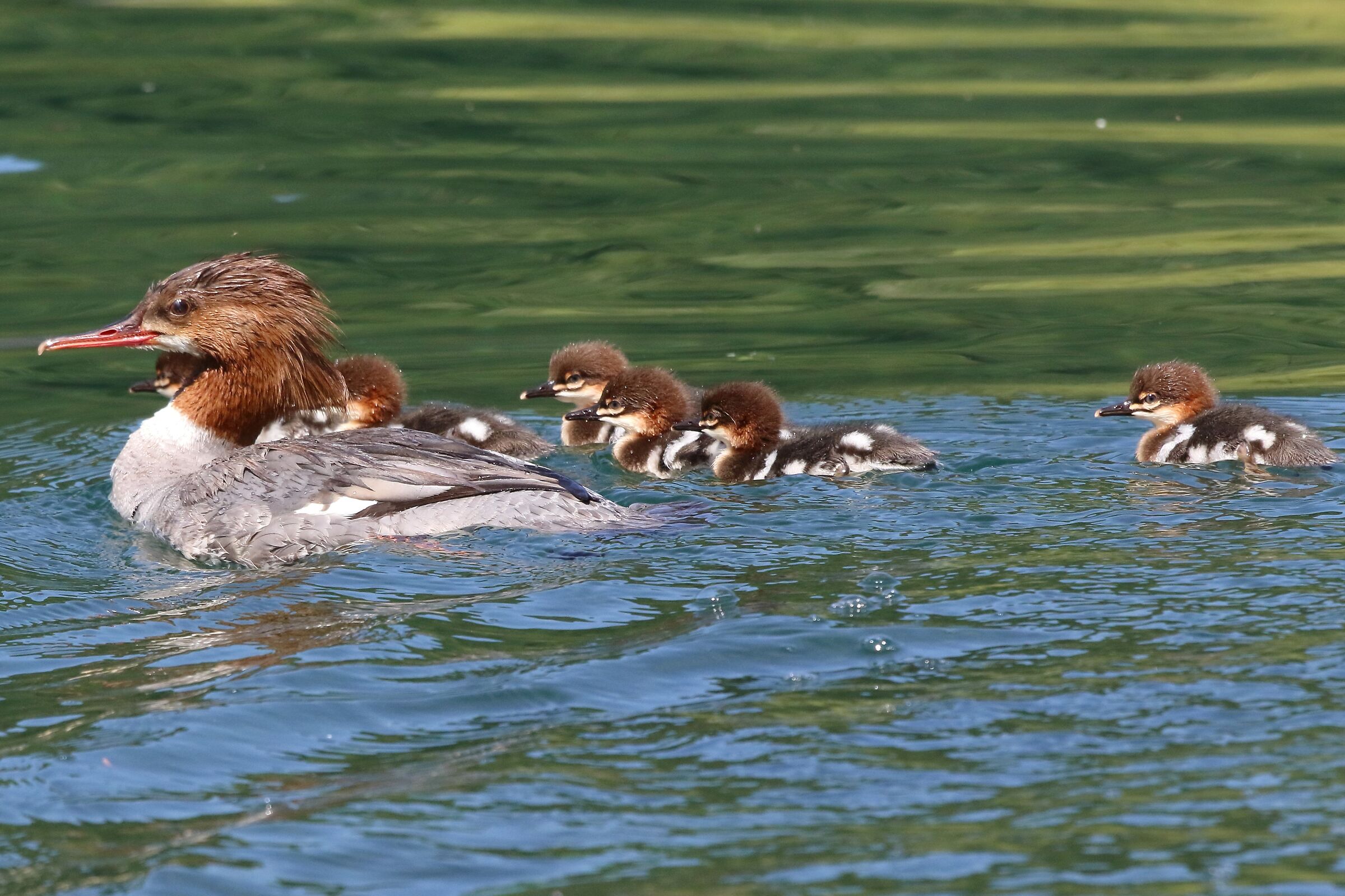 merganser with offspring