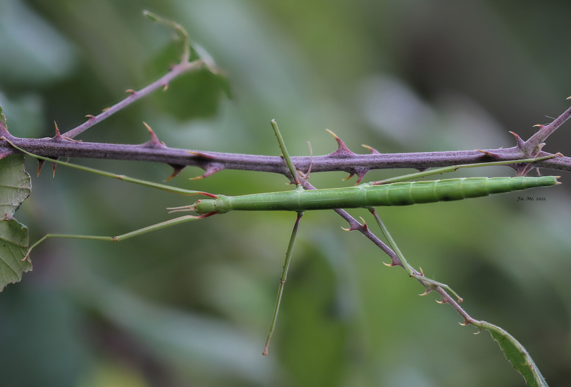 Bacillus rossius, stick insect