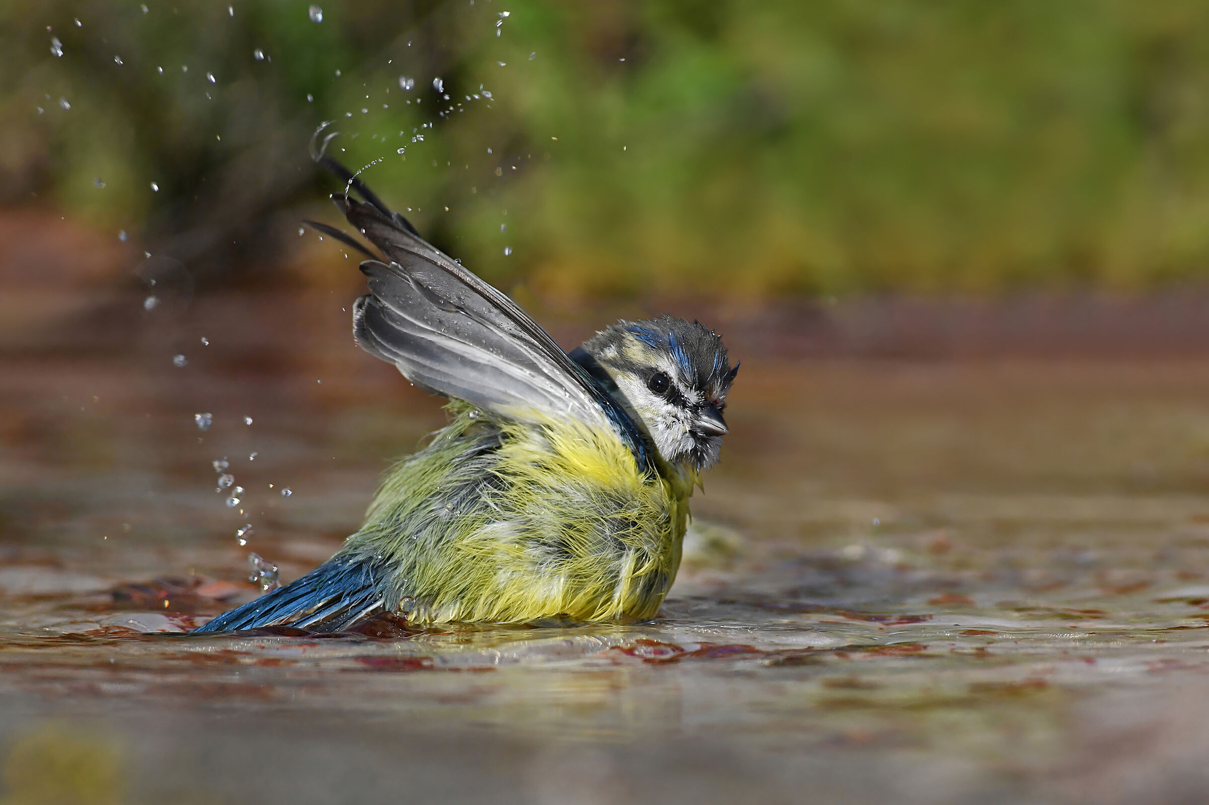 Storie di piume   11   ( Cinciarella )
