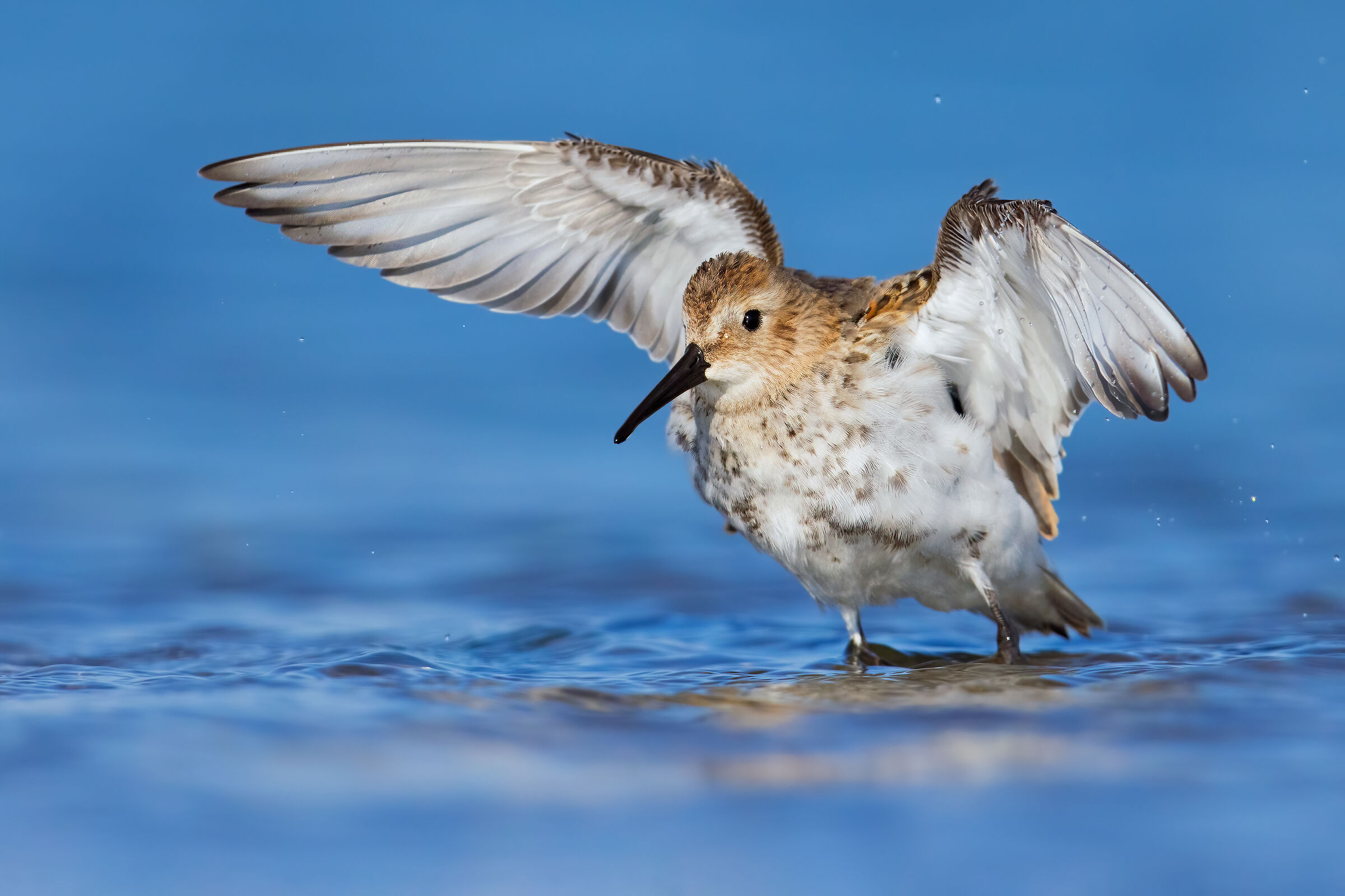 Dunlin