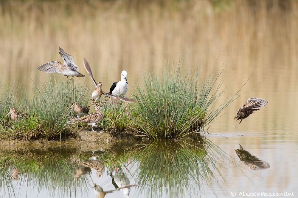 scappa!!è arrivato il cavaliere