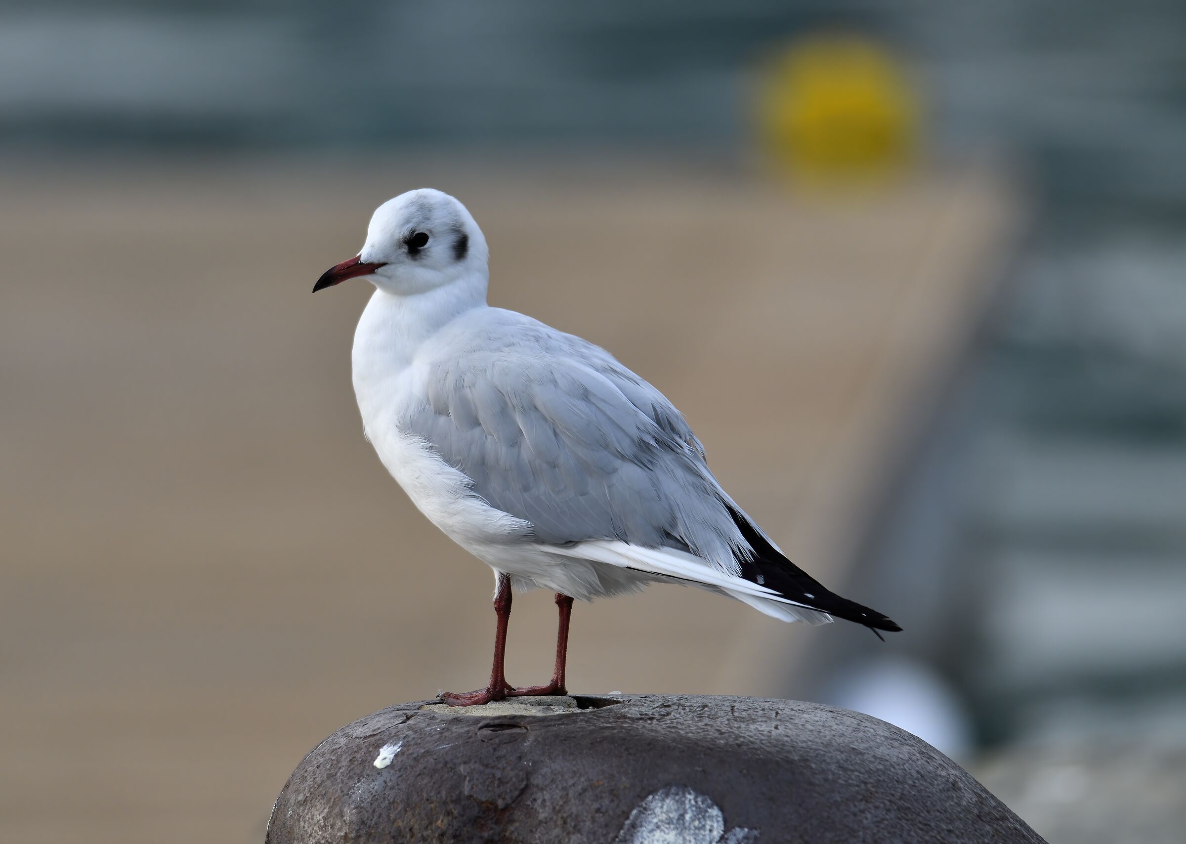 Waiting on the pier ...