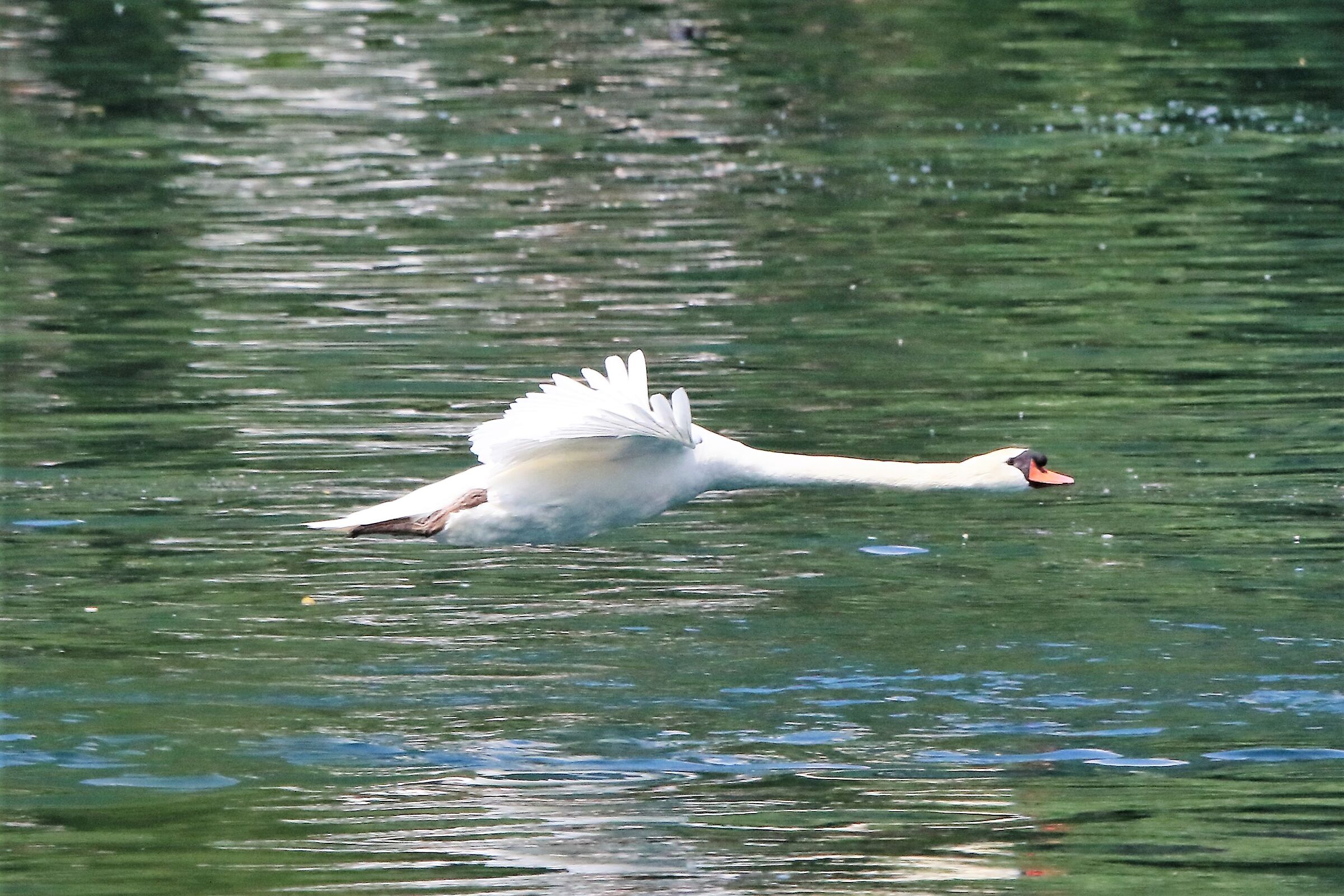 swan