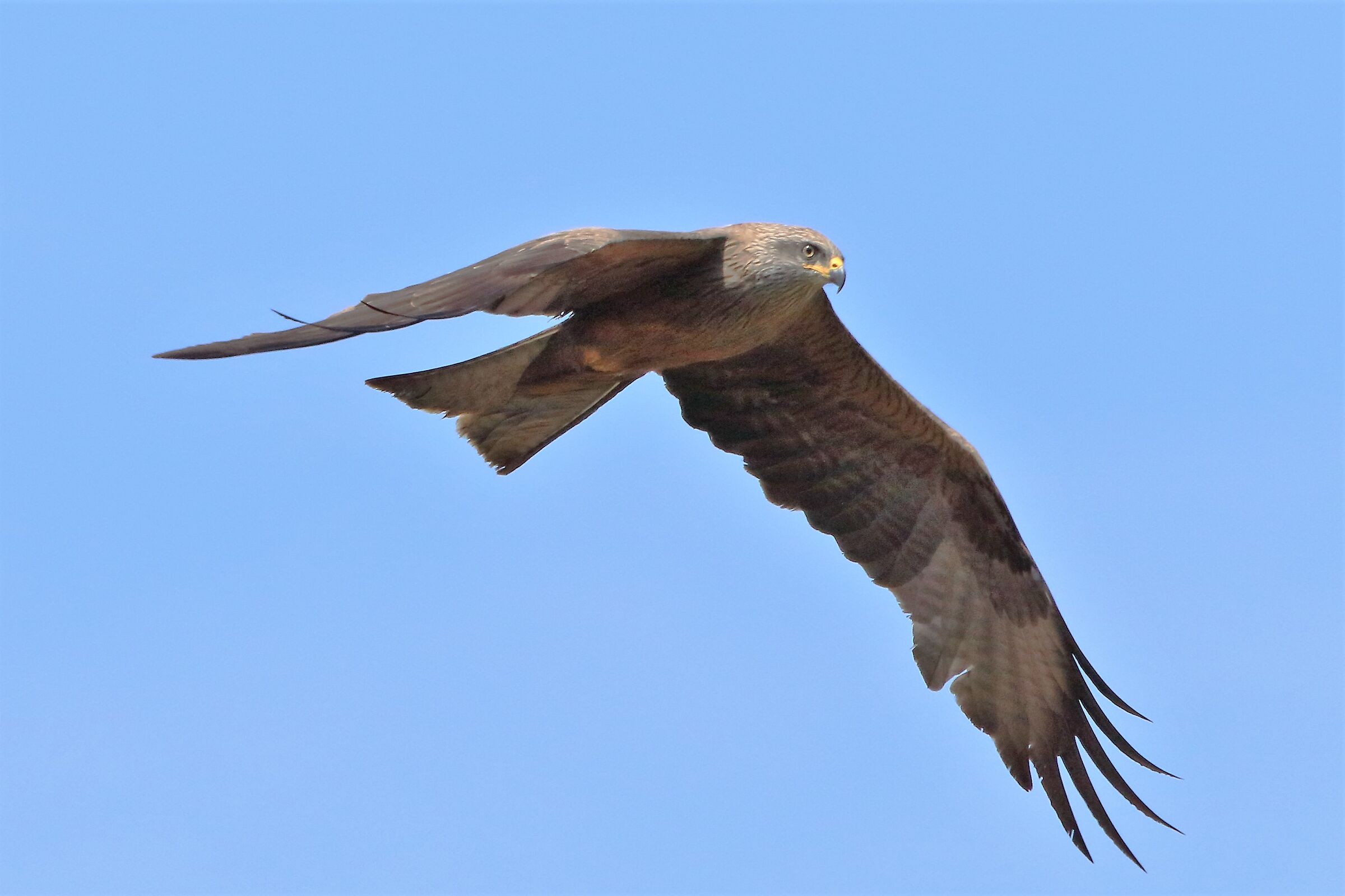 black kite