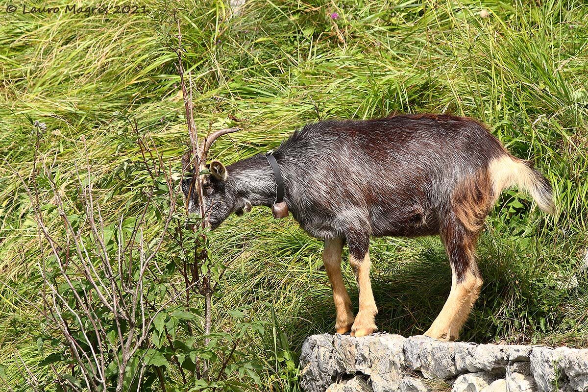 capra! Capra! capra!