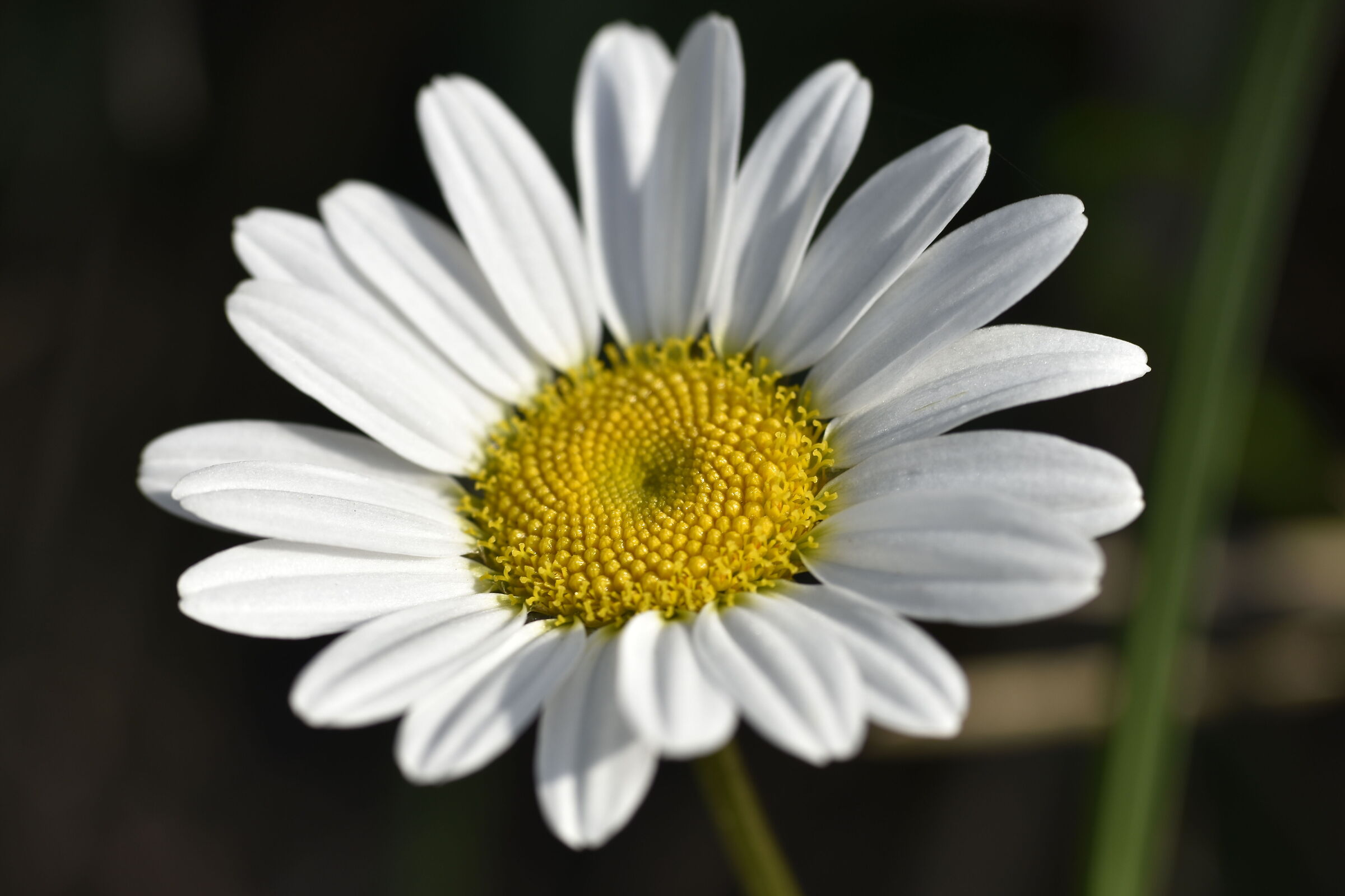 Daisy