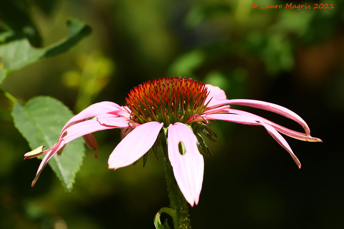 Echinacea Purpurea