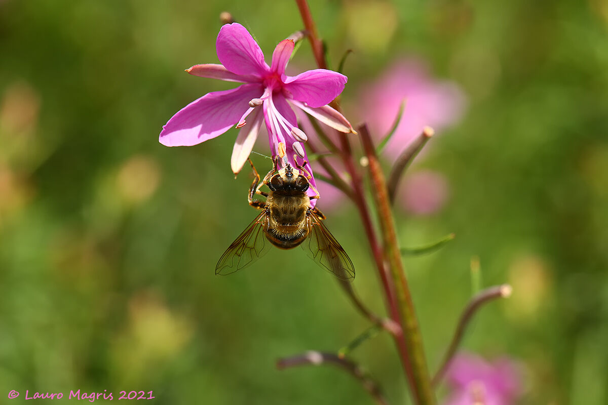 Common Vulneraria