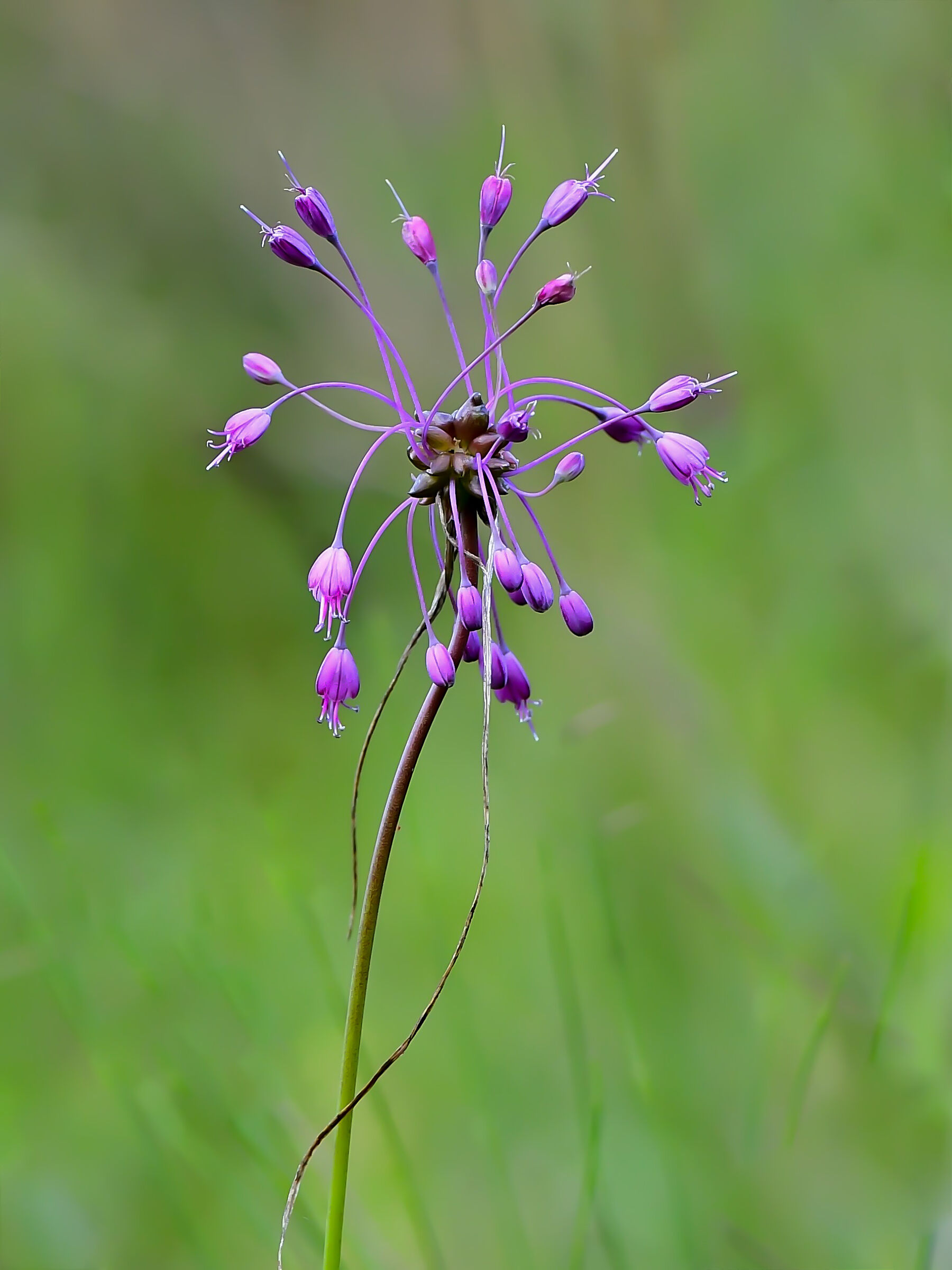 Allium carinatum