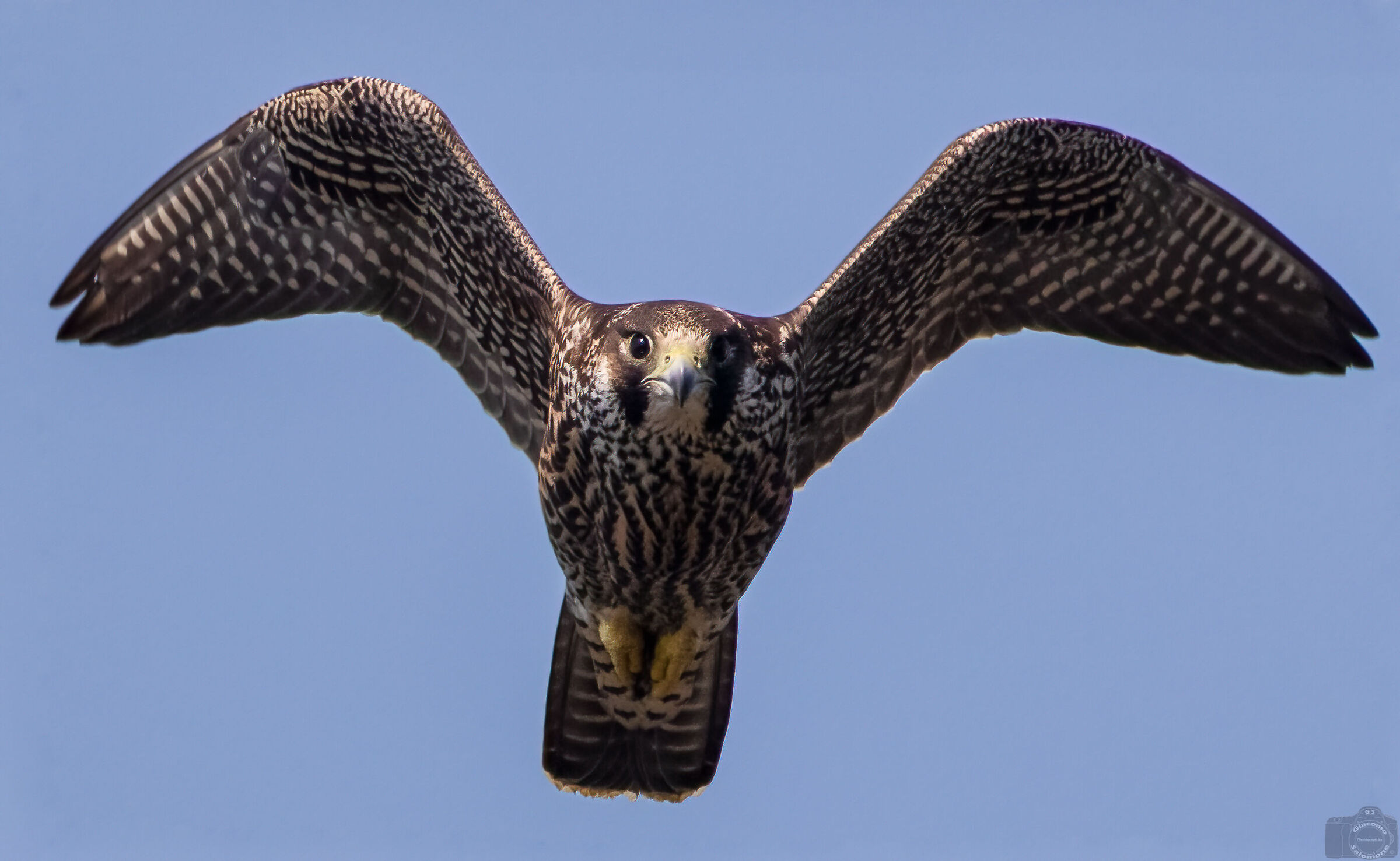 When the Pilgrim decides to meet you