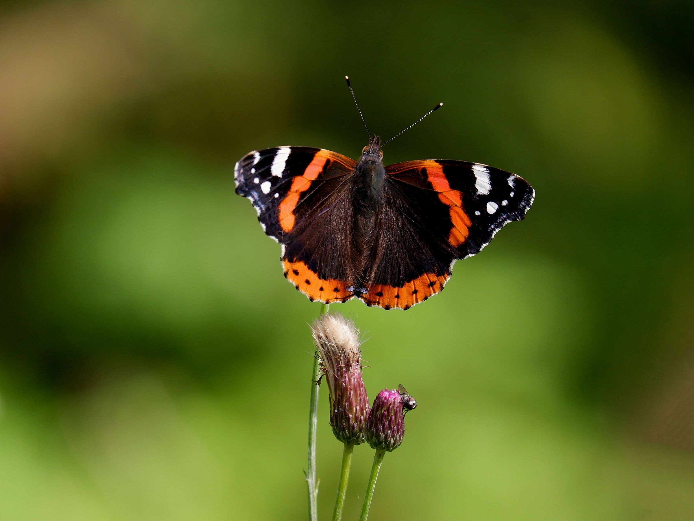 L'Equilibrista" by Malga Ciapela