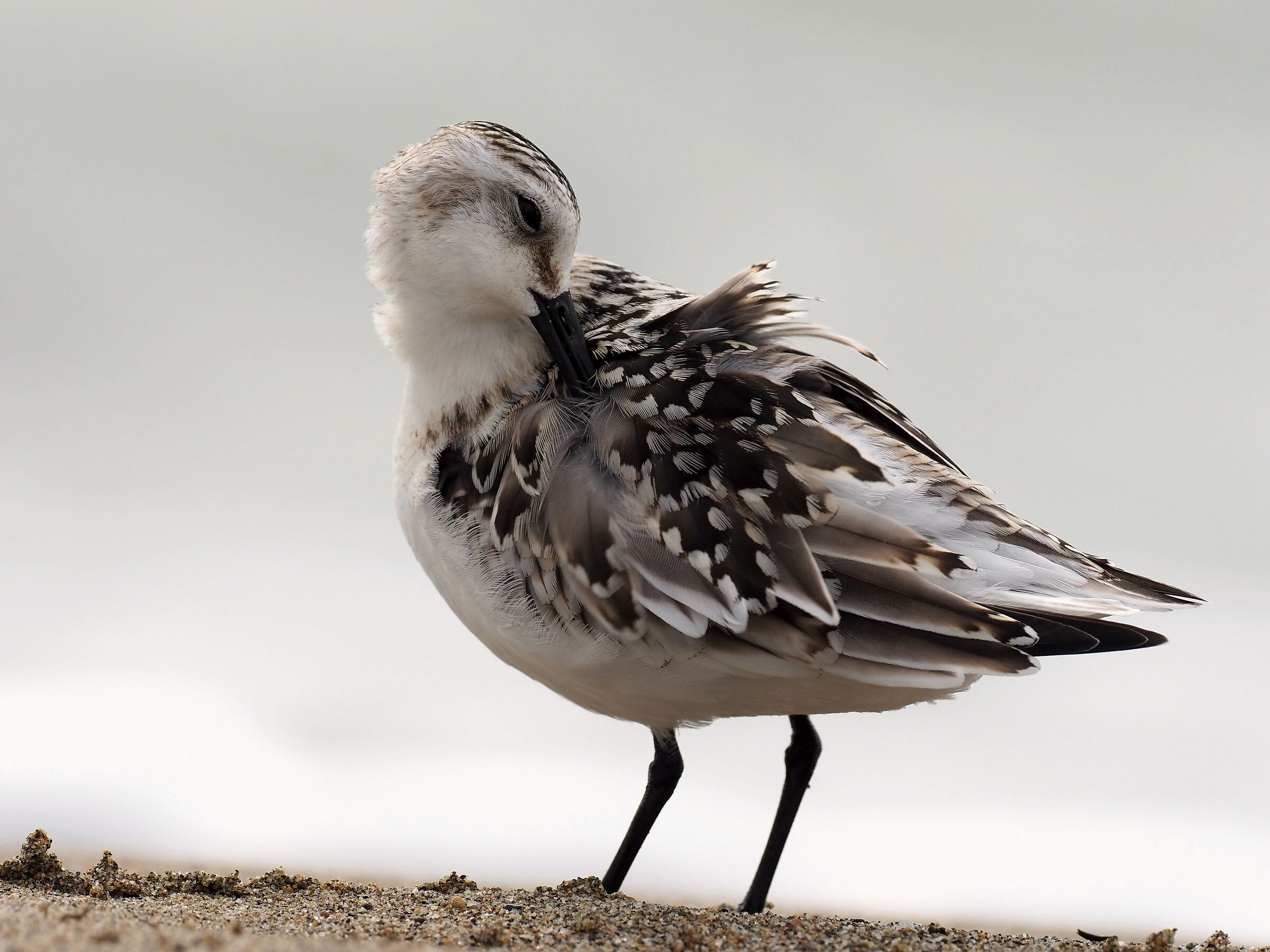 Three-toed Piovanelli