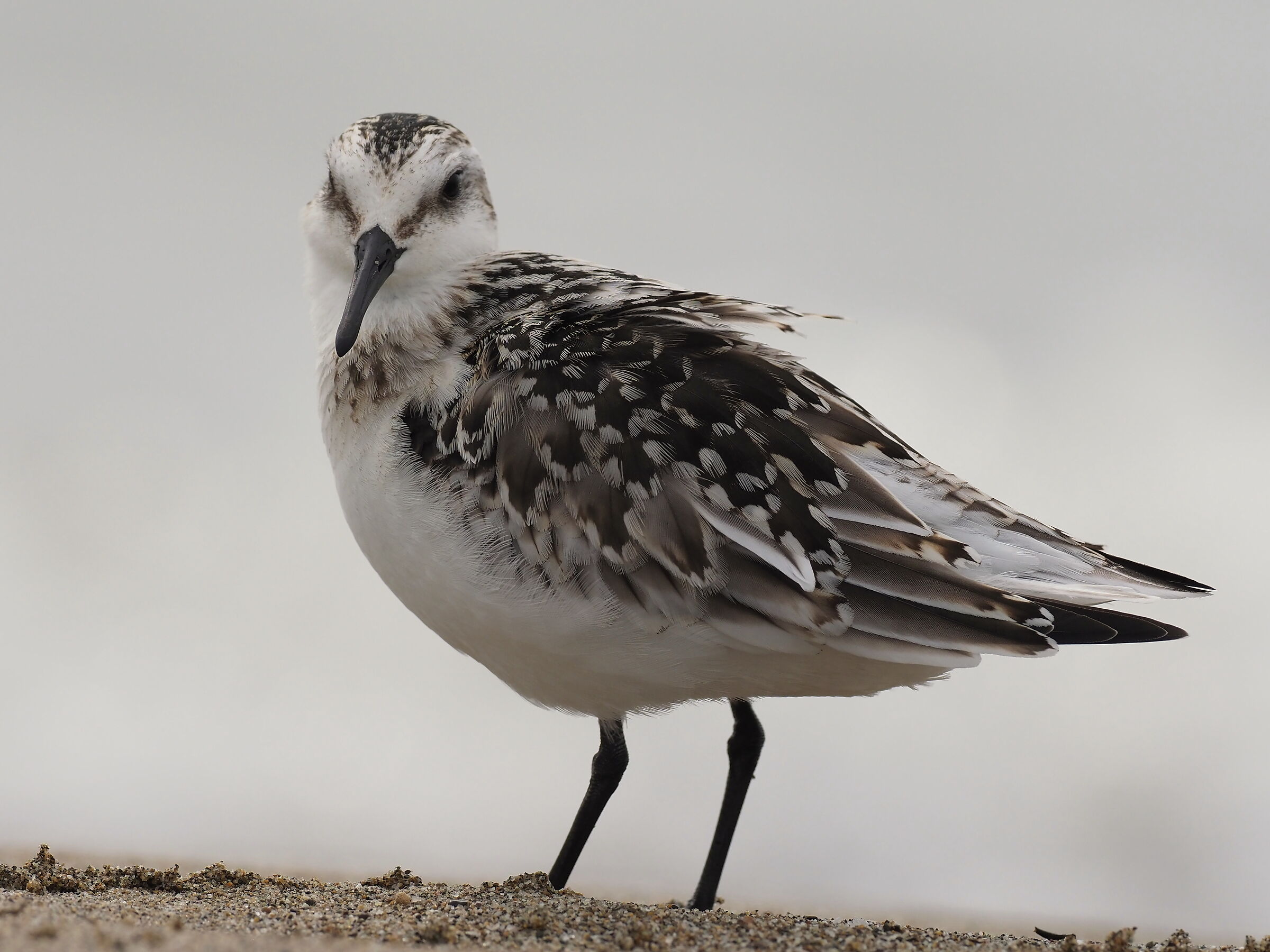 three-toed rainwater