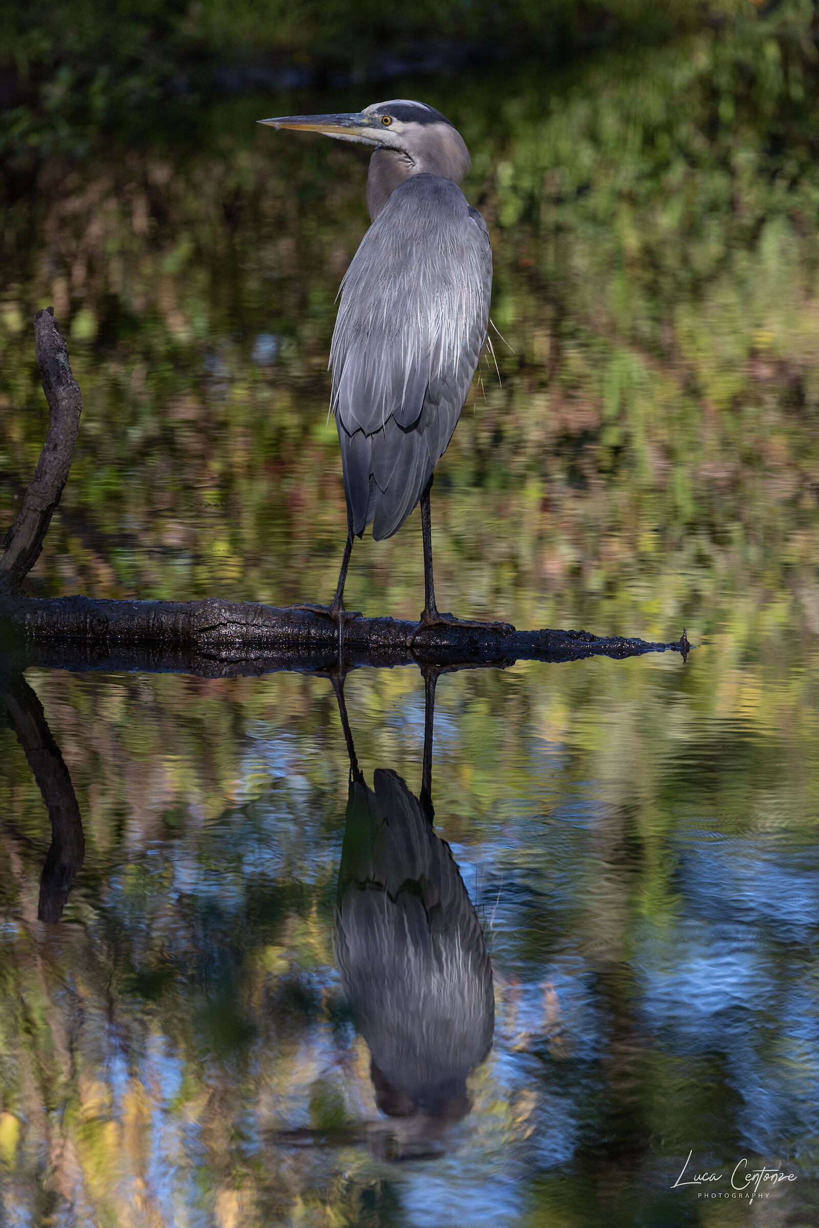 Great Blue Heron (Ardea herodias)