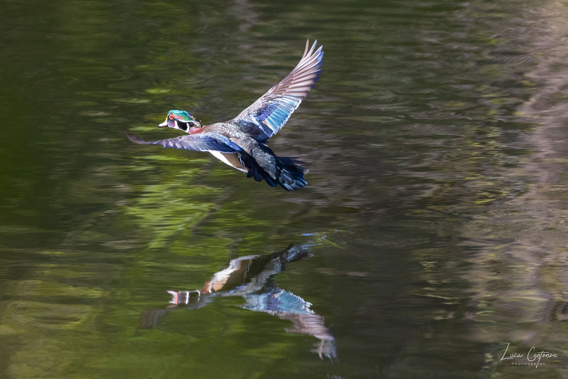 Wood Duck (Aix sponsa)
