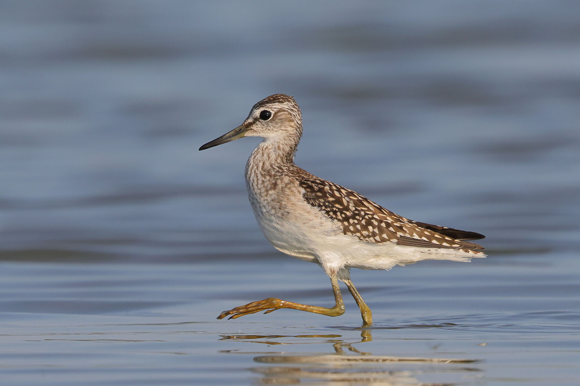 Pyro pyro boschereccio