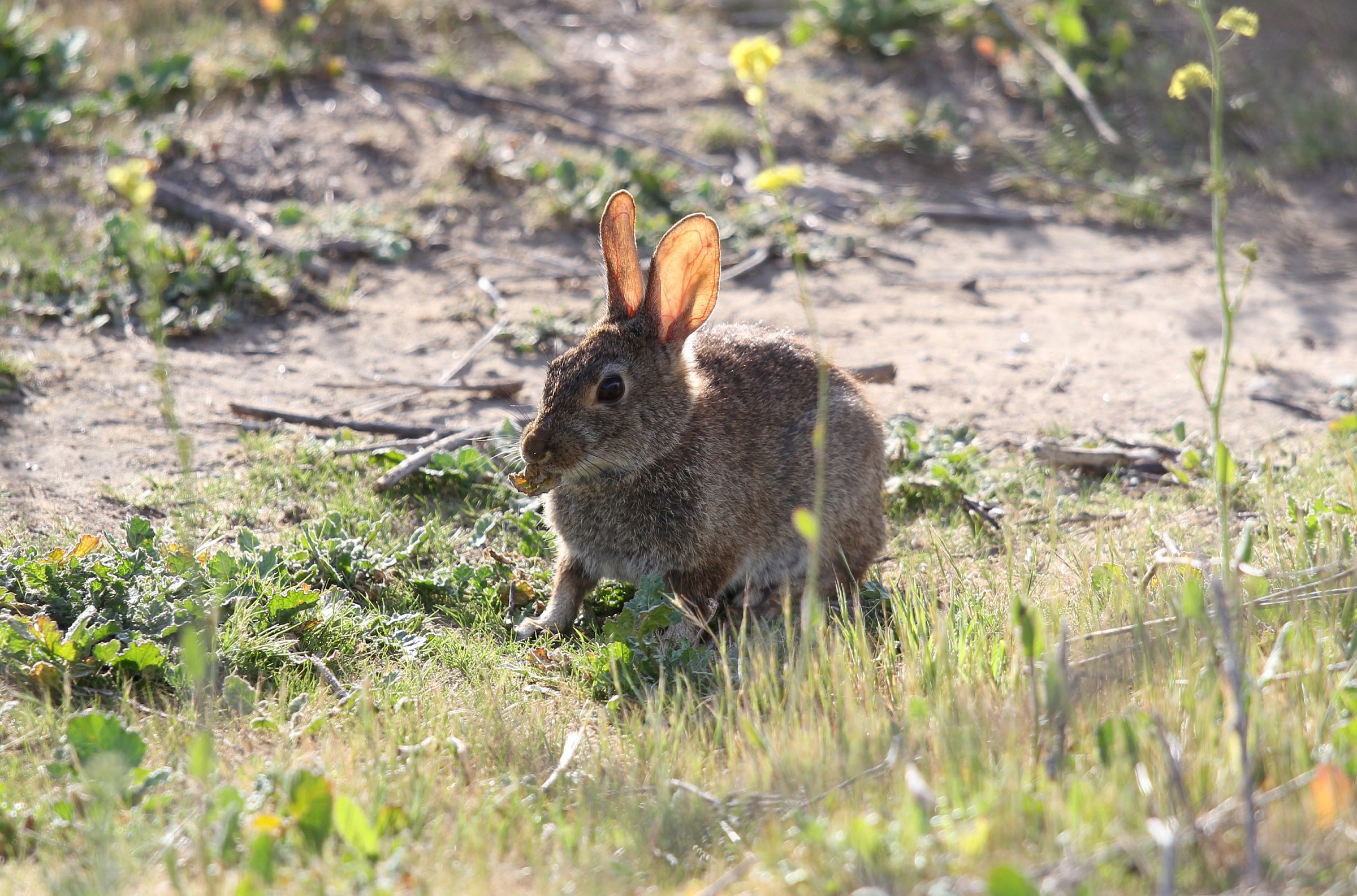 Rabit eating
