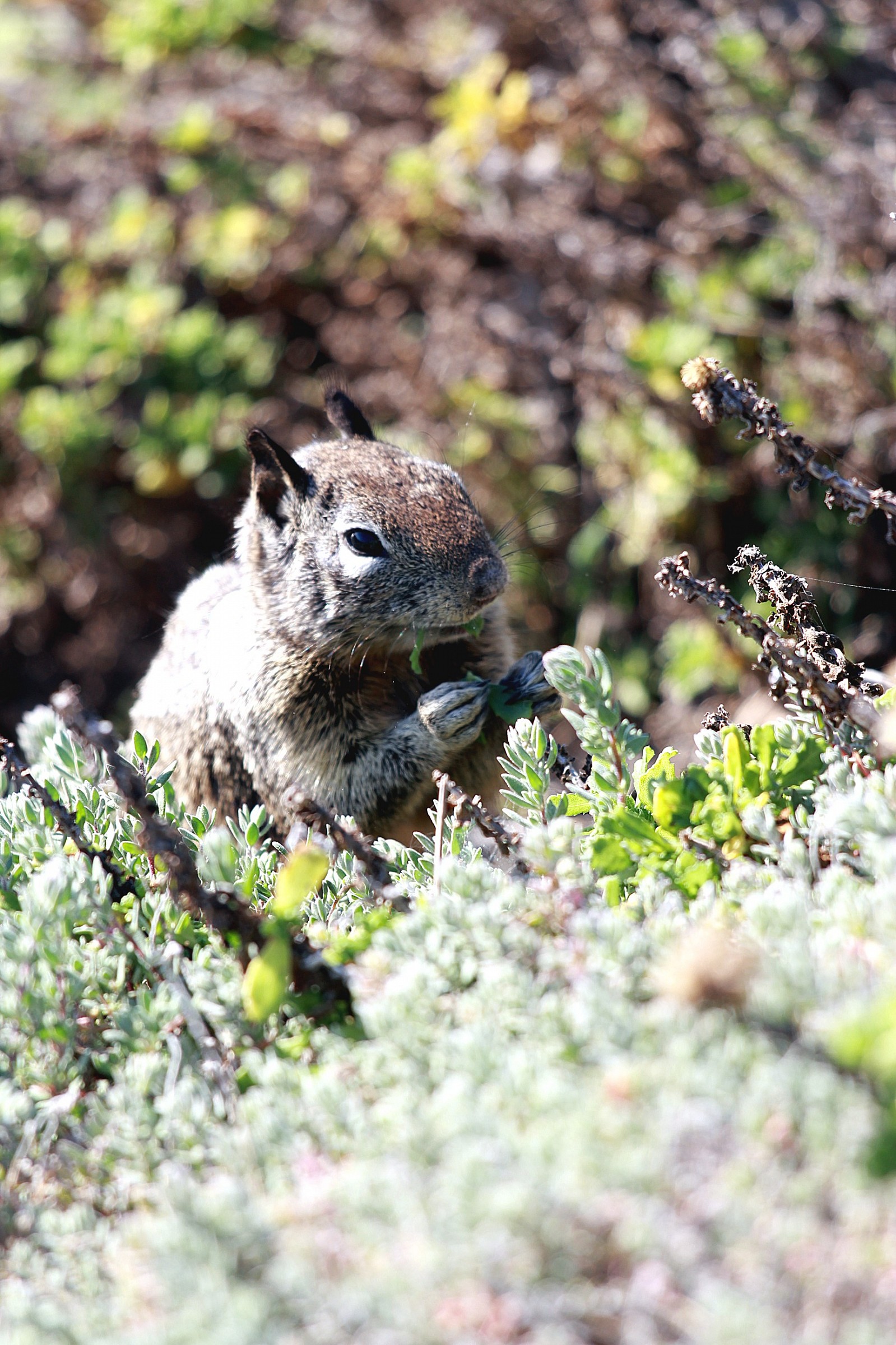 Squirel eating