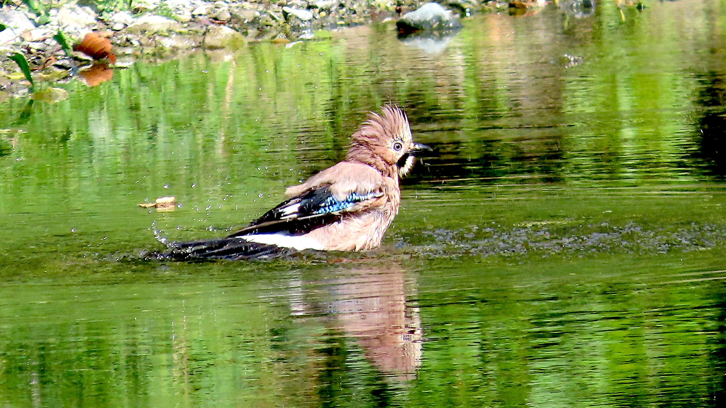 Unveiled jay