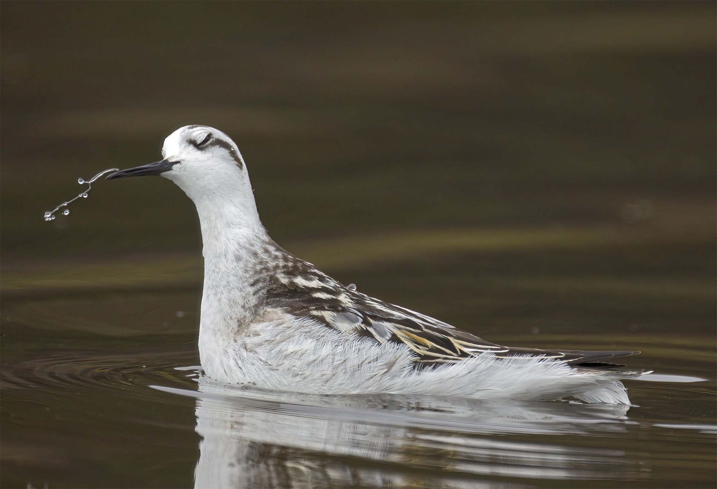 Splash of water like a melody...