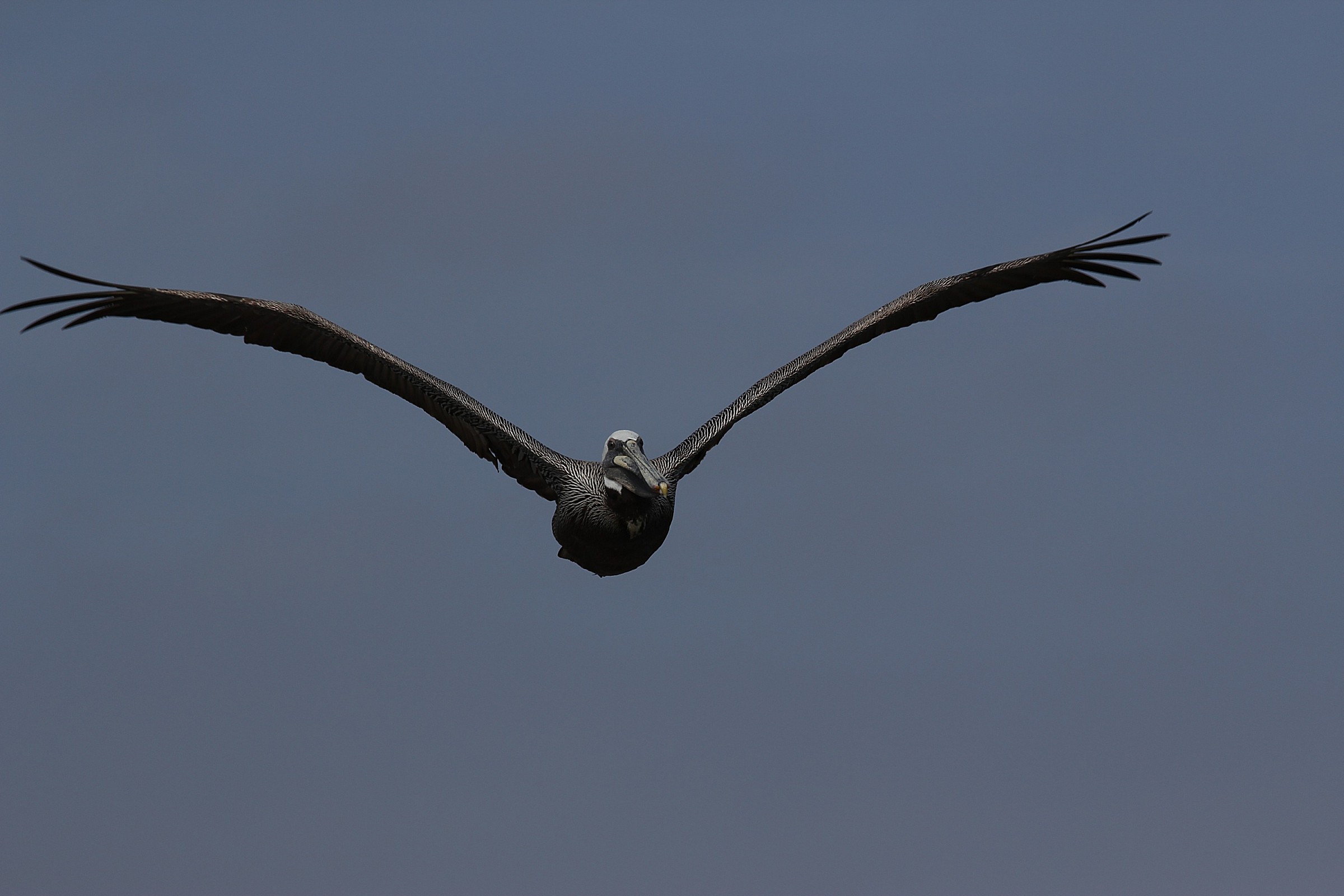 Pelican in flight