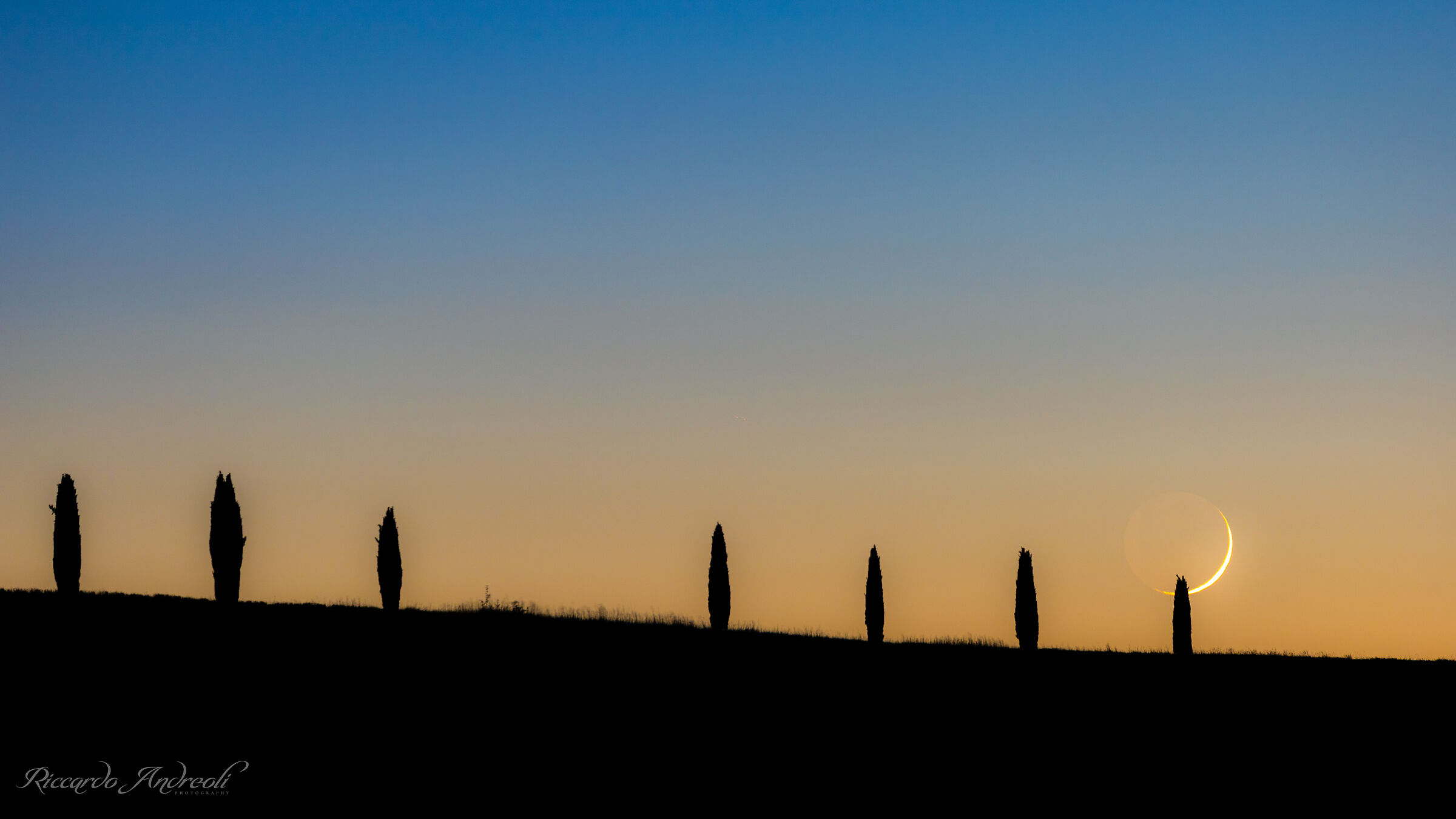 The Cypresses of Artemis