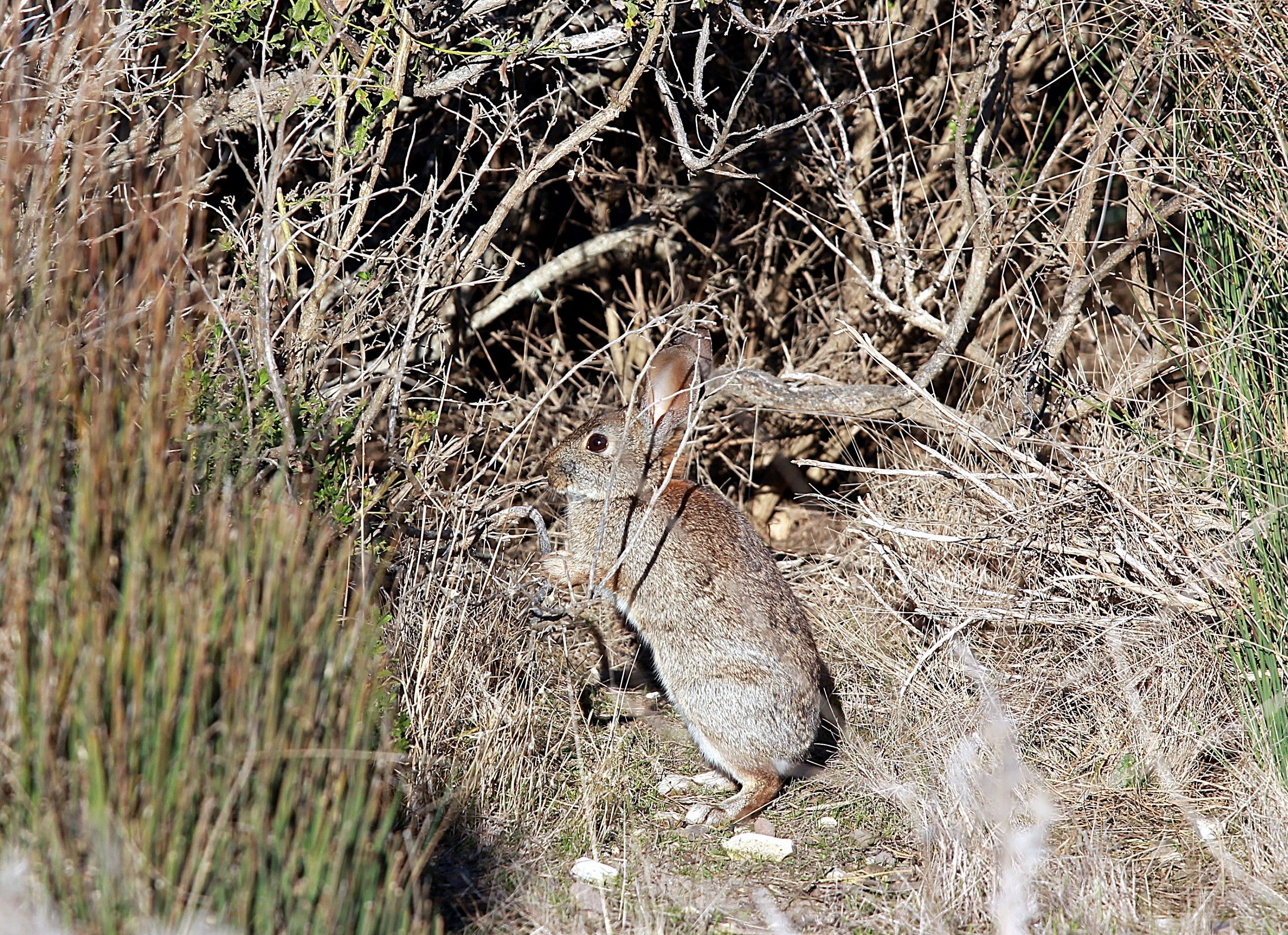 Rabit si alza in piedi