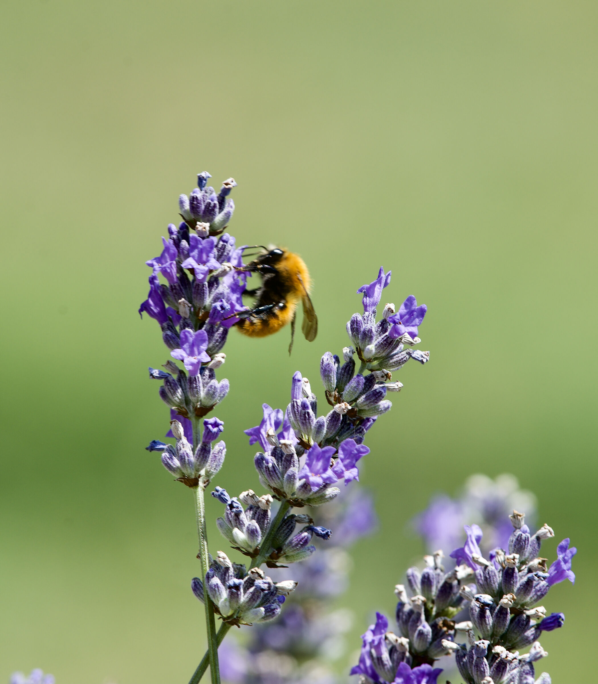 L'ape e la lavanda.