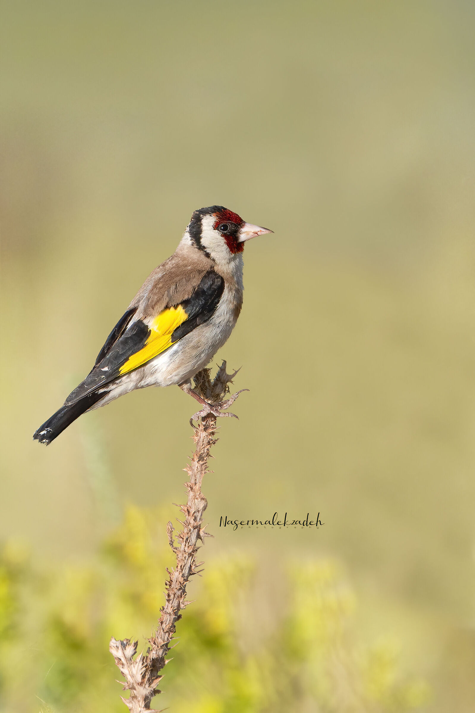 Gold finch