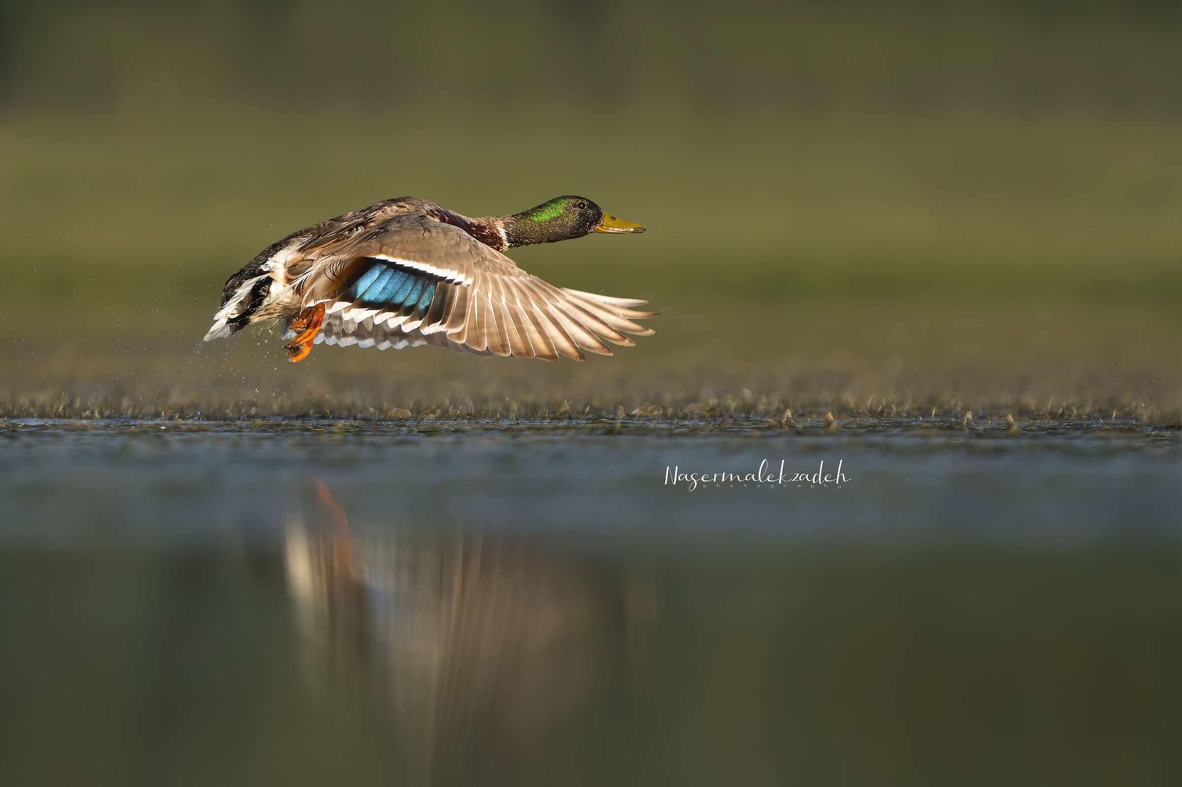 Mallard