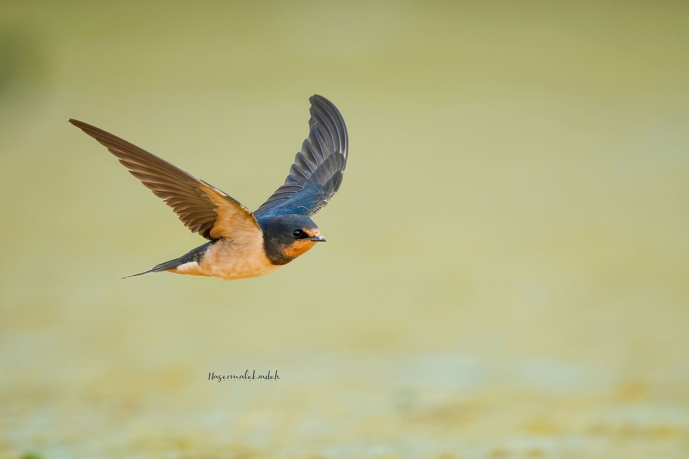Barn swallow