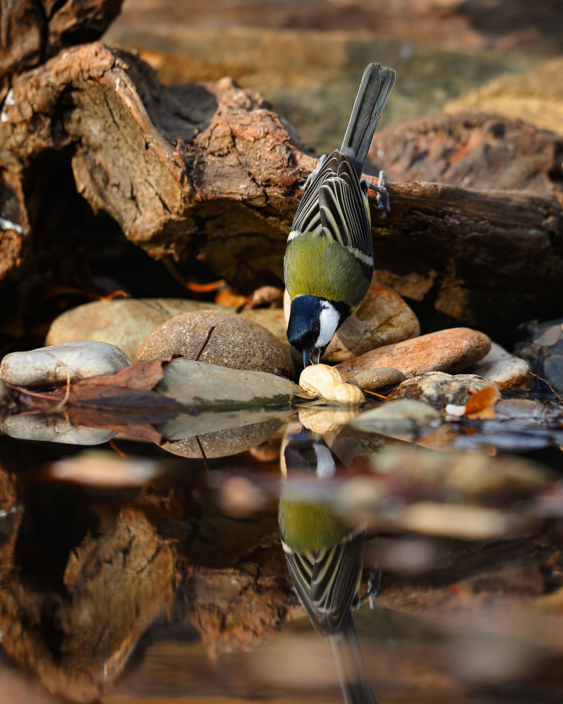 Un morso, un bacio | A bite, a kiss