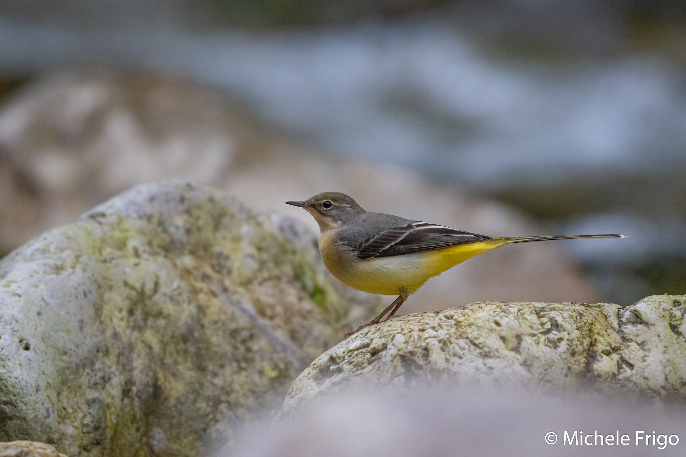 Grey wagtail